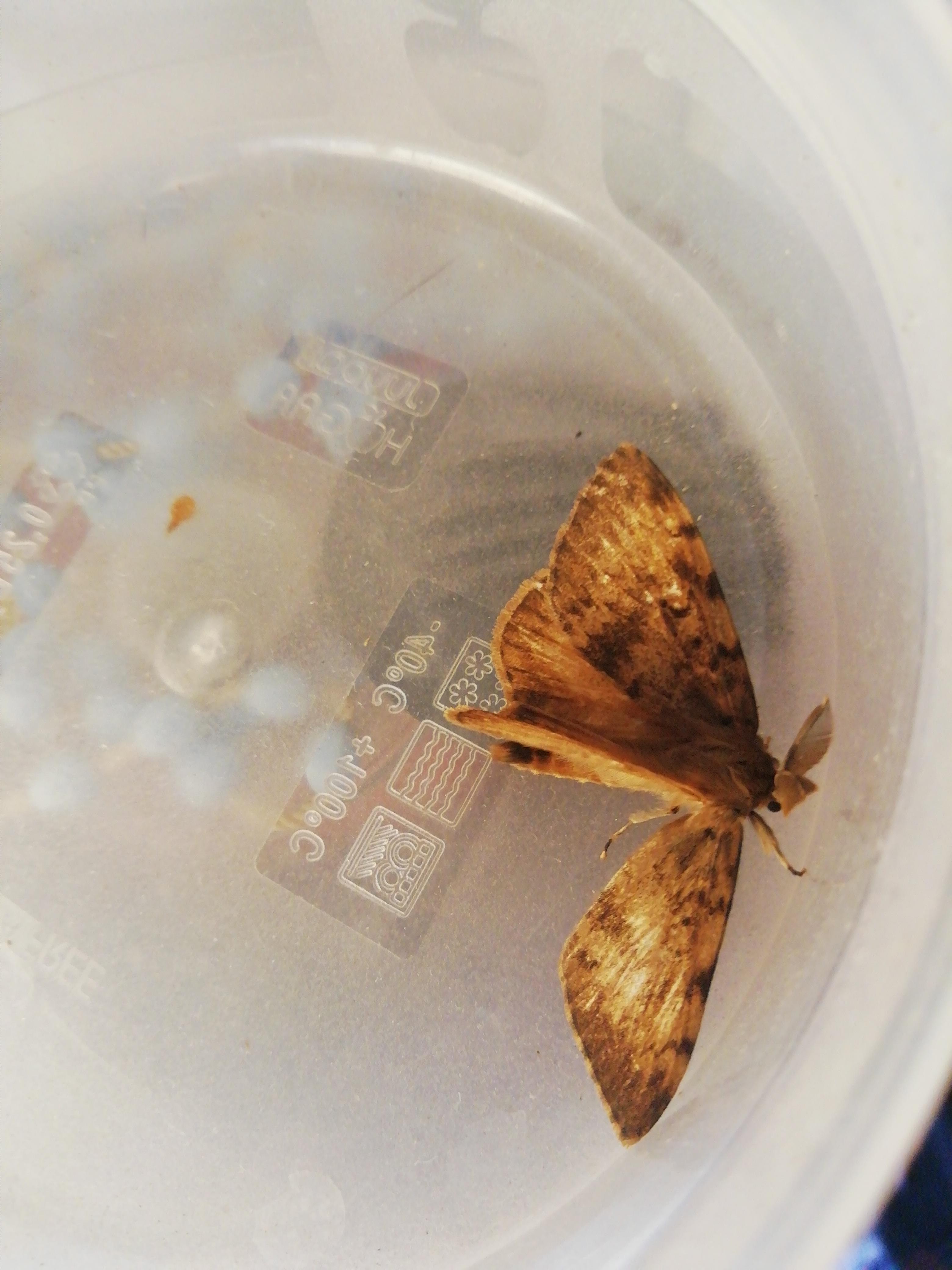 I found this moth hurt and unable to fly properly, do you know what it