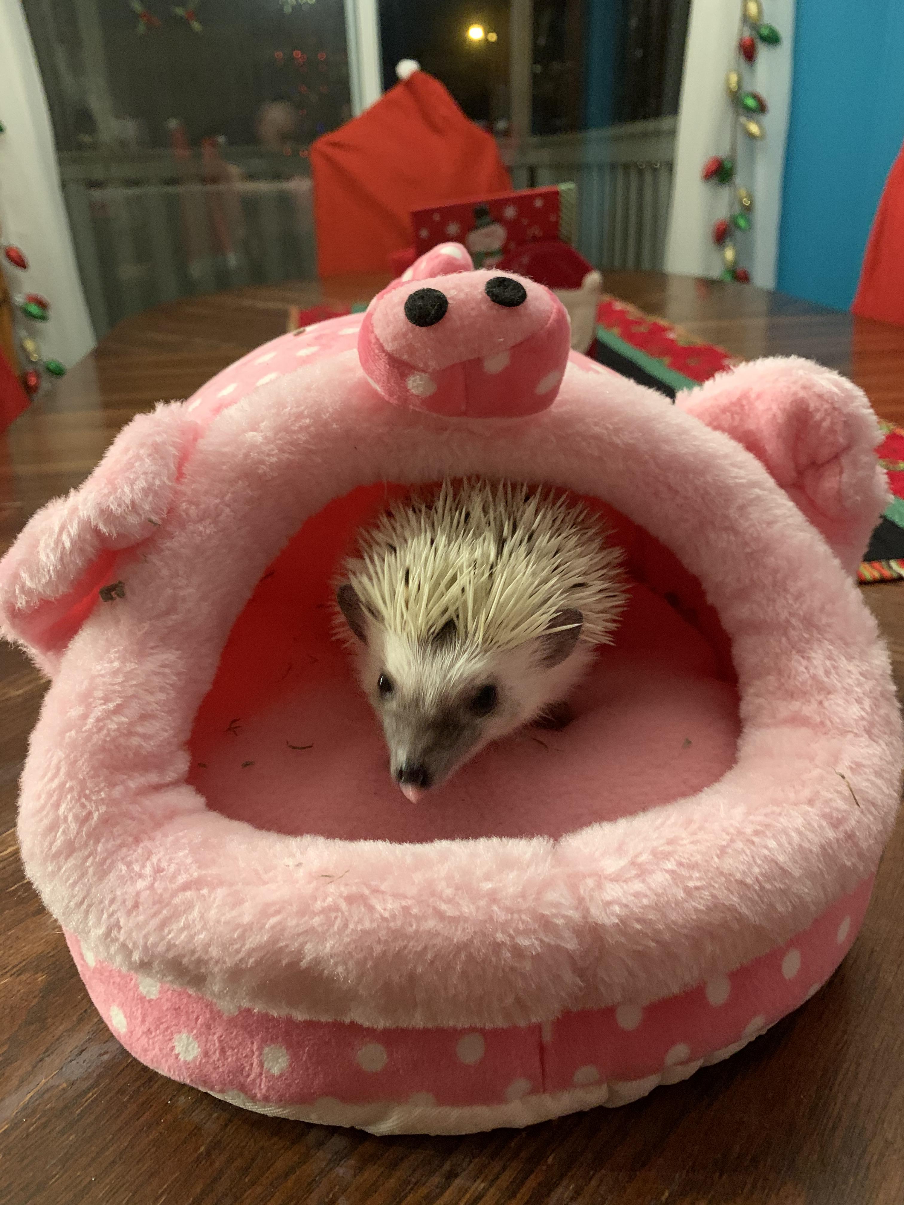 Abbey likes her new home. Hedgehog Christmas present. r/Hedgehog