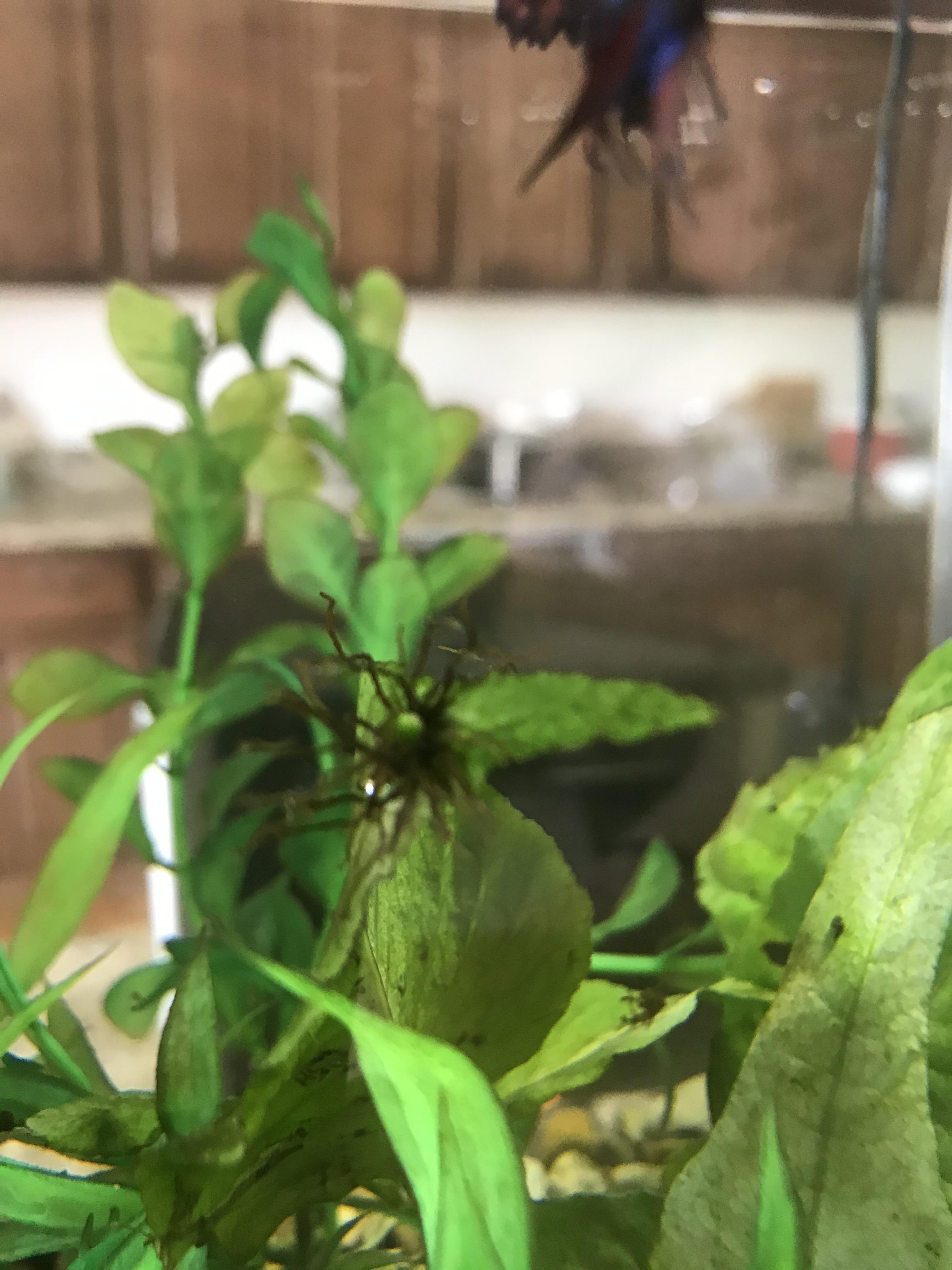 This brown monsterplant looking thing has been growing on a live plant