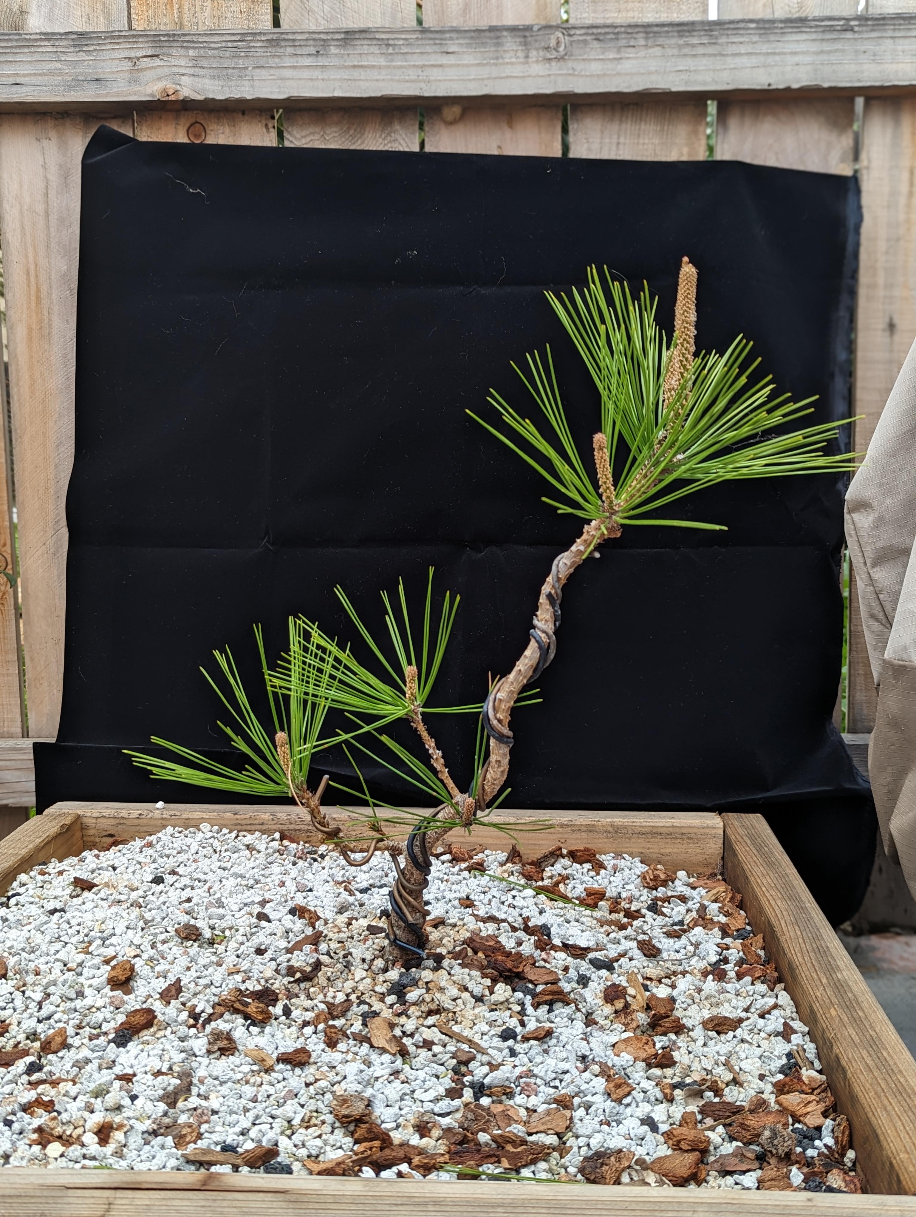 Akame Cork Bark Black Pine pushing out some lovely growth r/Bonsai