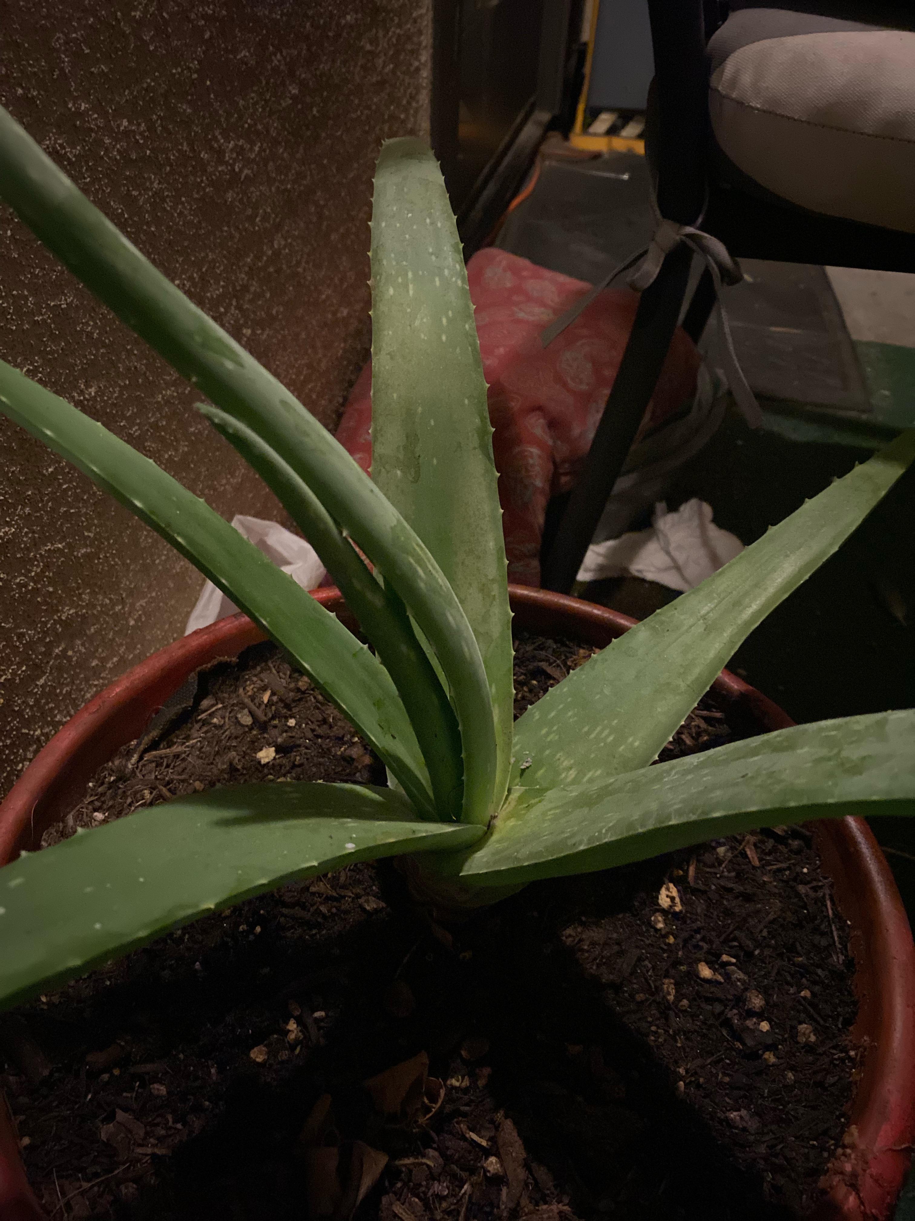 Is the leaf of my aloe curling towards the middle because of root rot