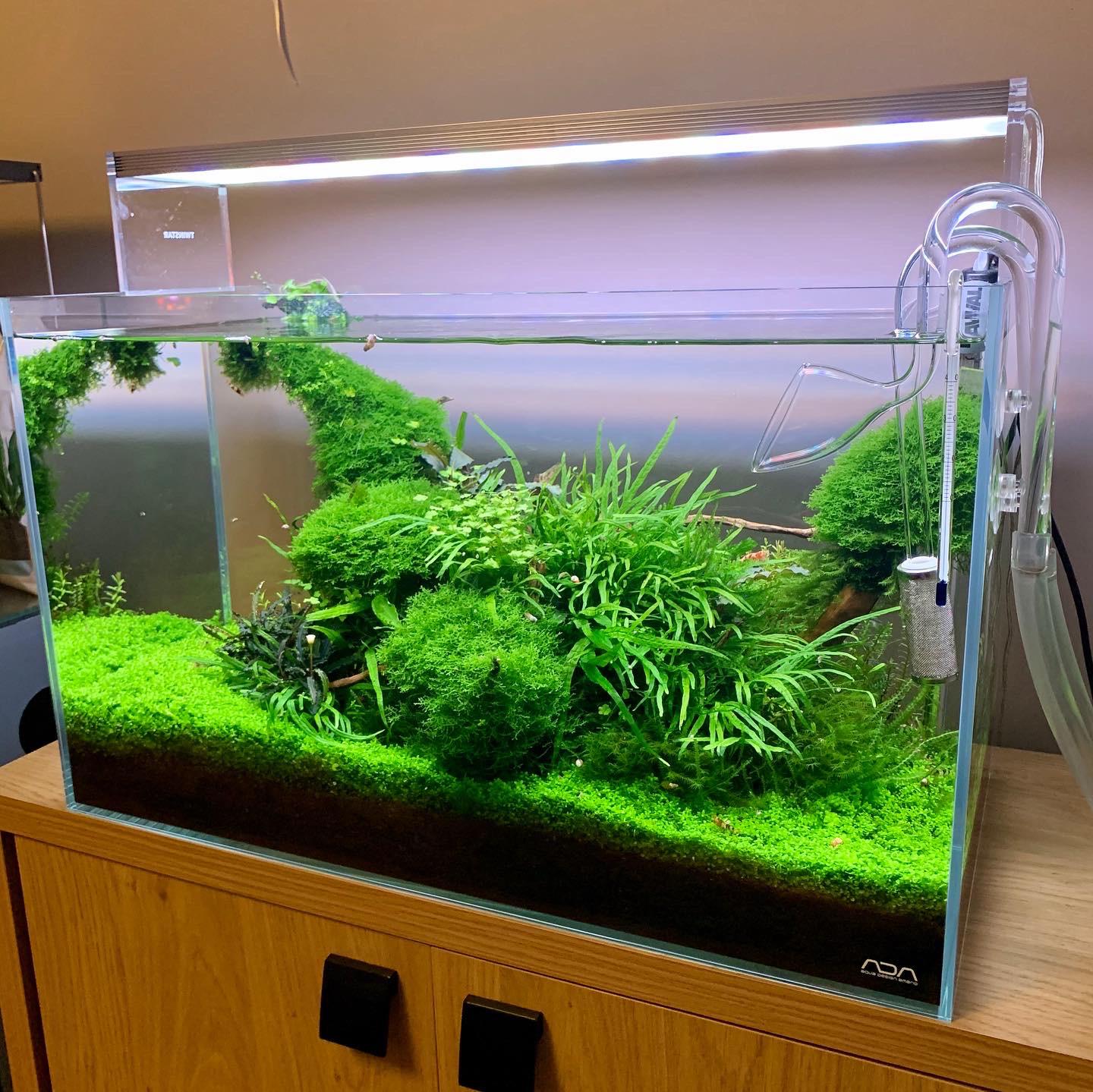 Nonco2 low maintenance aquascape, been running 16 months. *Lights have