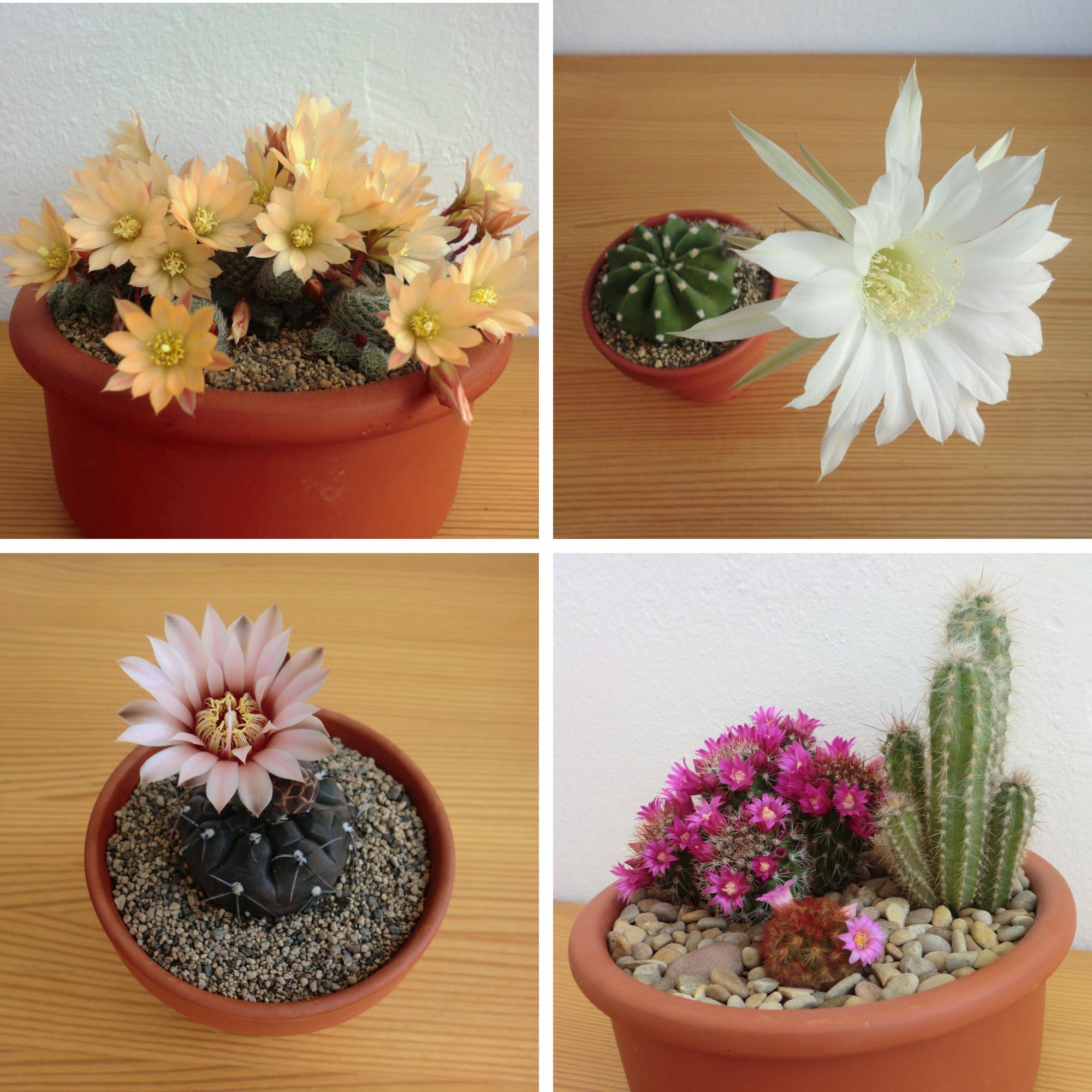 How do we feel about cacti flowers? r/houseplants