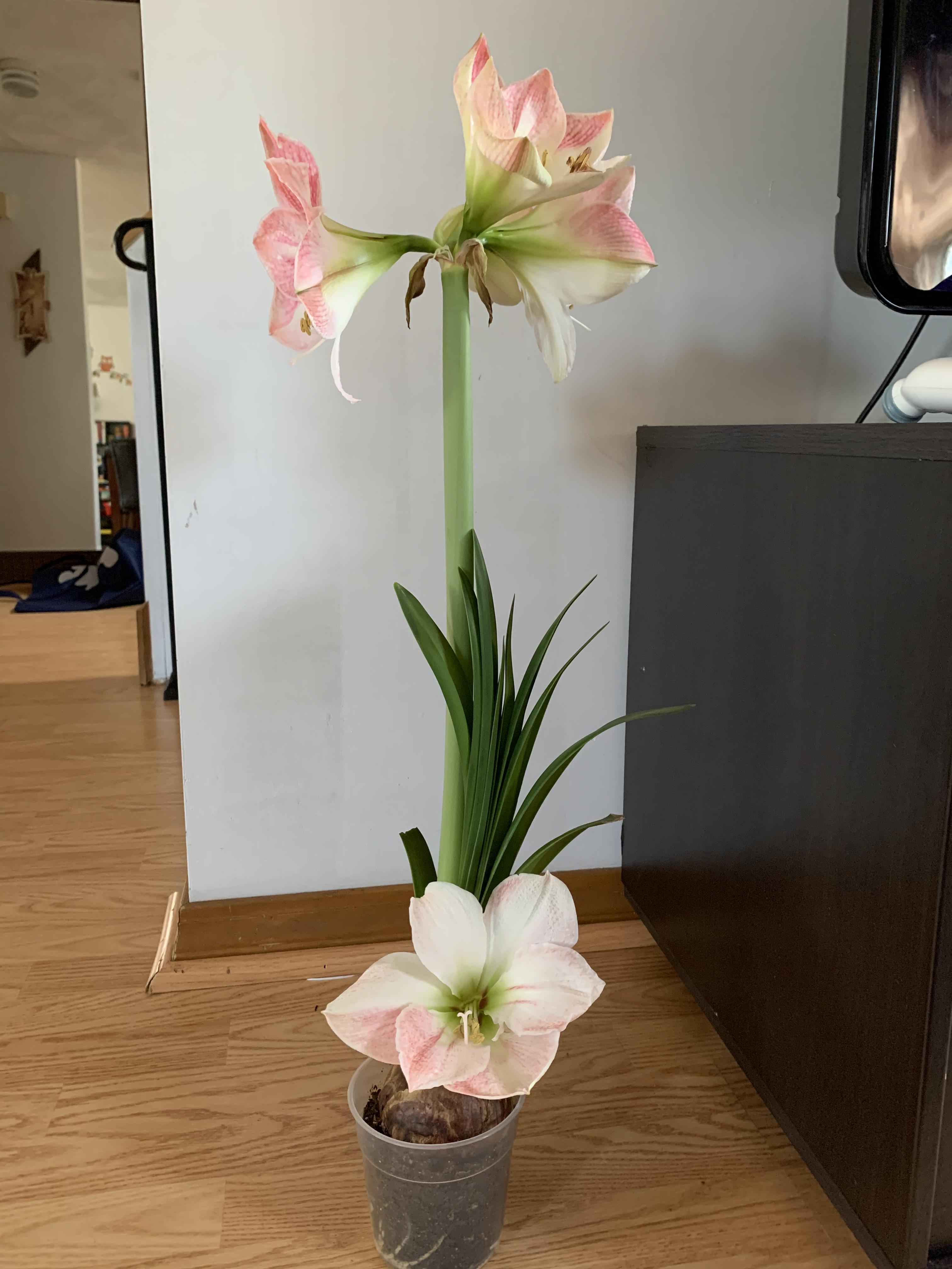 My amaryllis bloomed in this most unusual way and I love it!! r