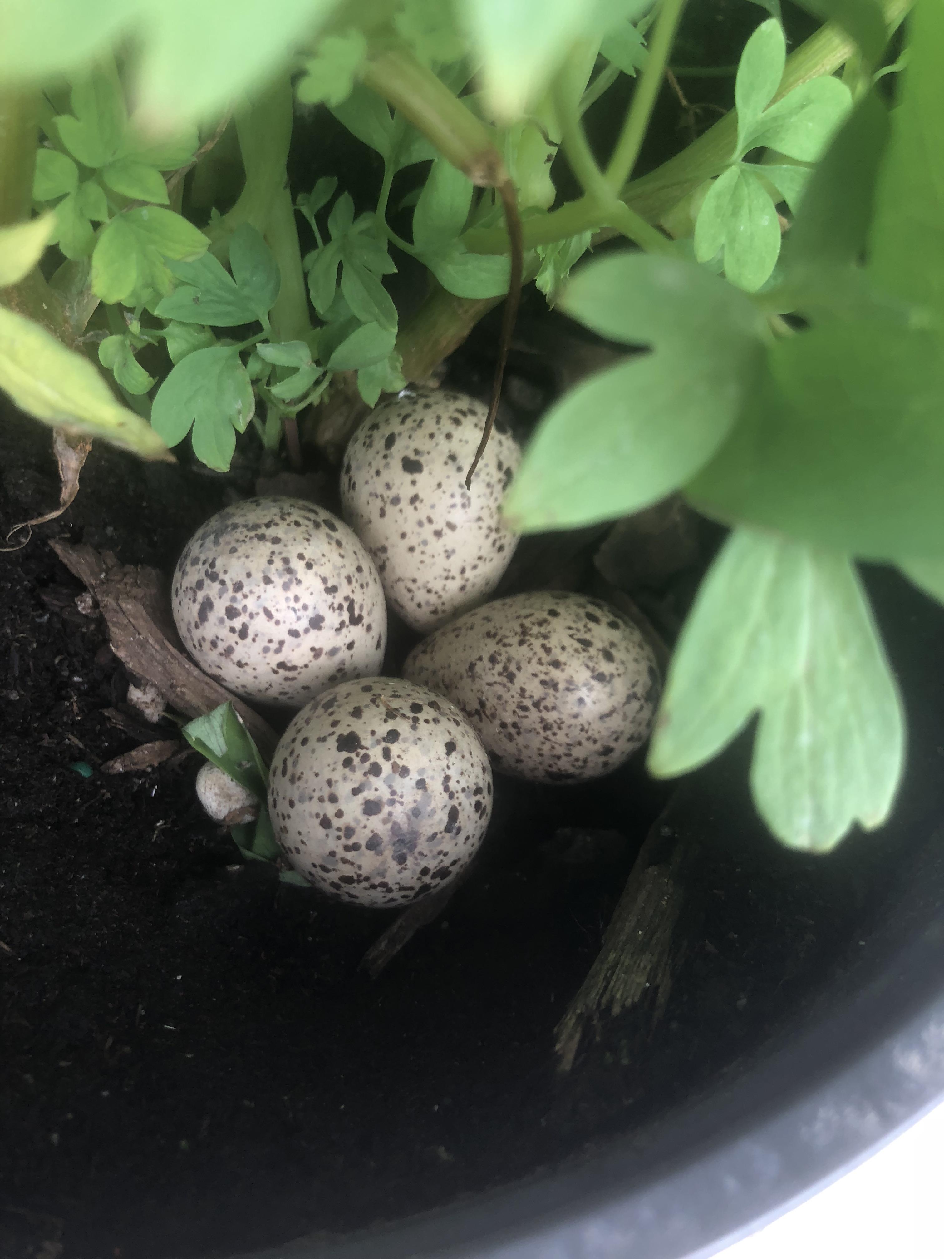 Can anyone identify these eggs I found in a potted plant in the Niagara