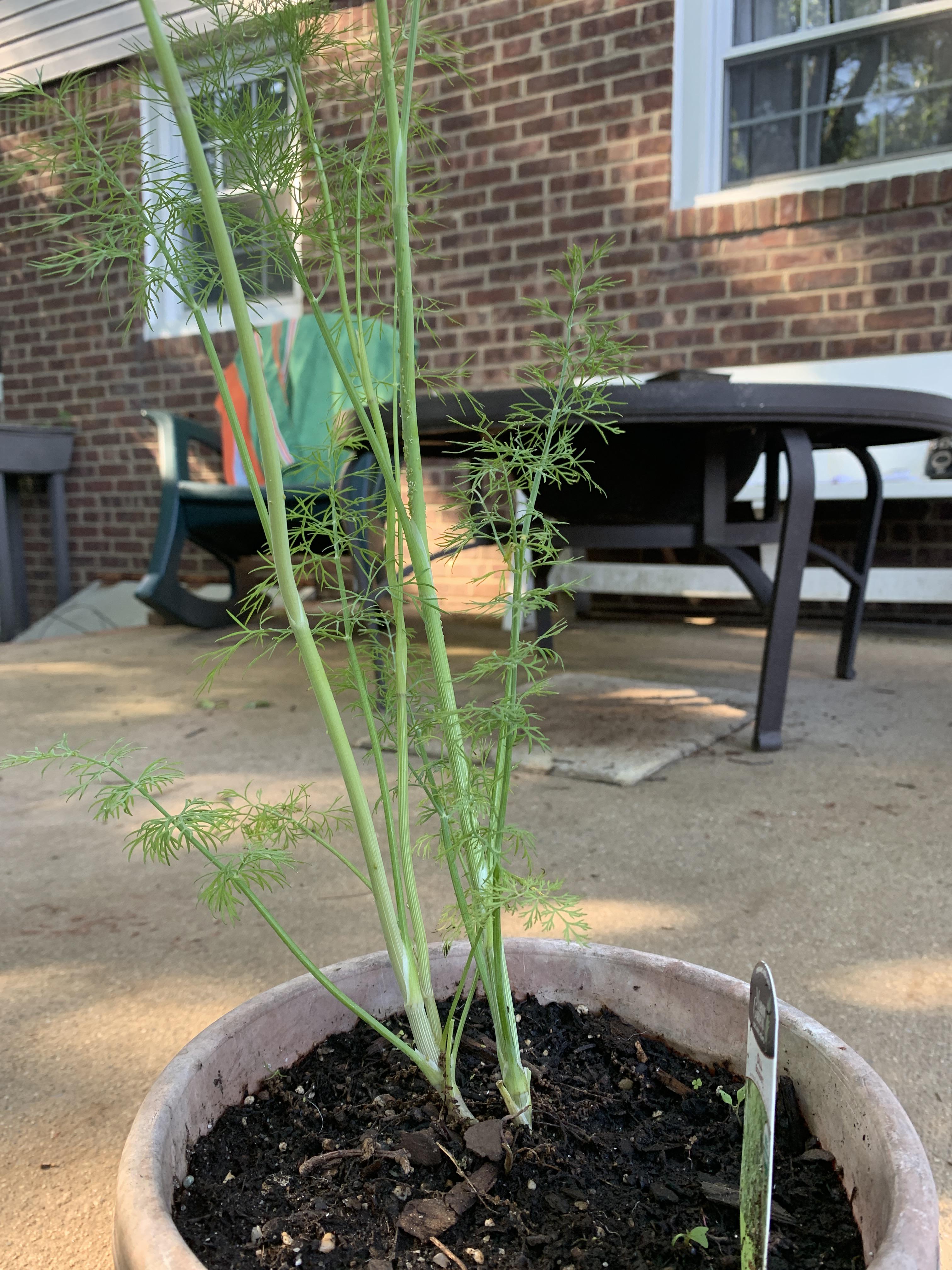 Why is my dill so tall? (First Time Gardener) r/gardening