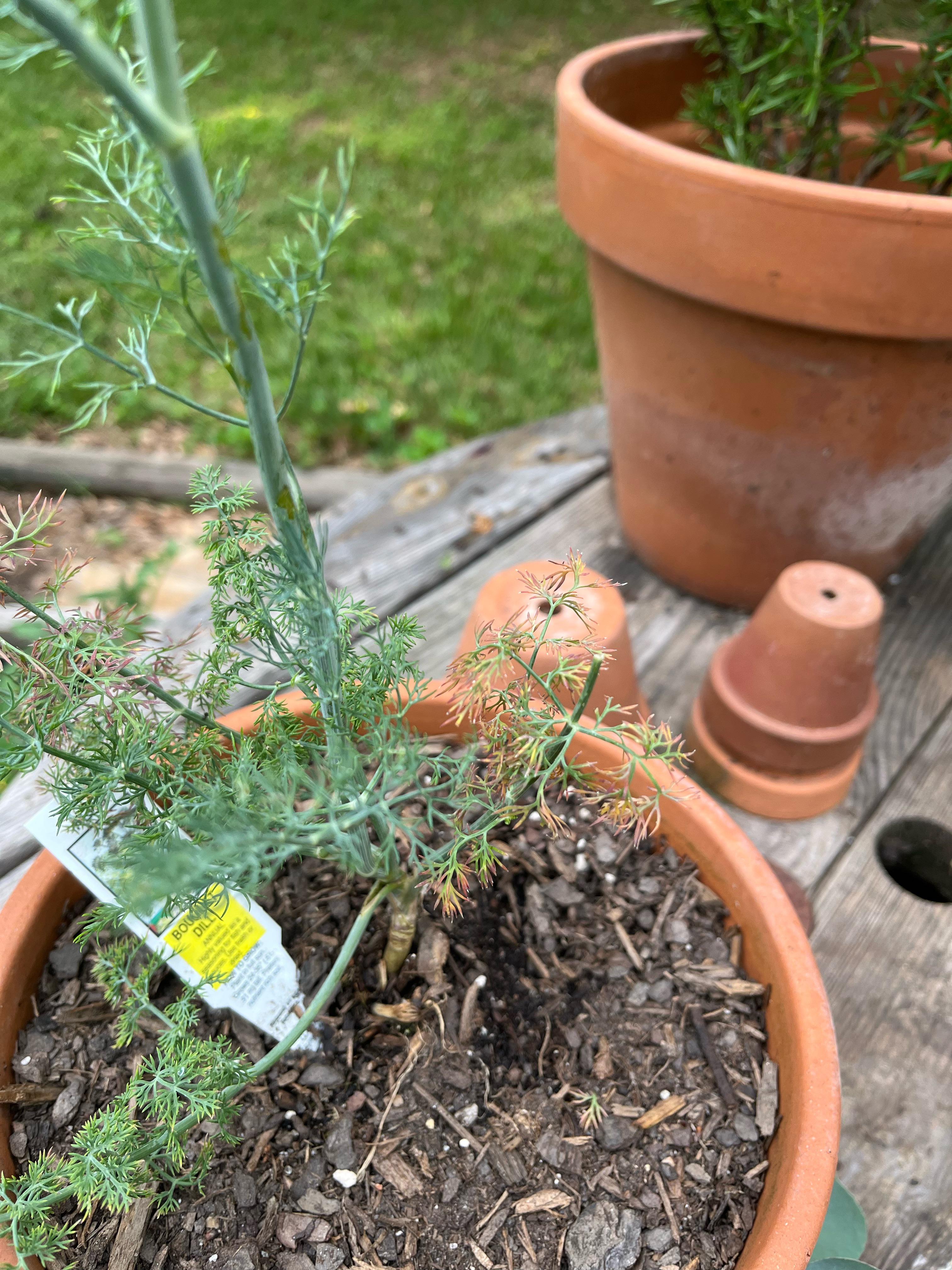 Is my dill okay? gardening