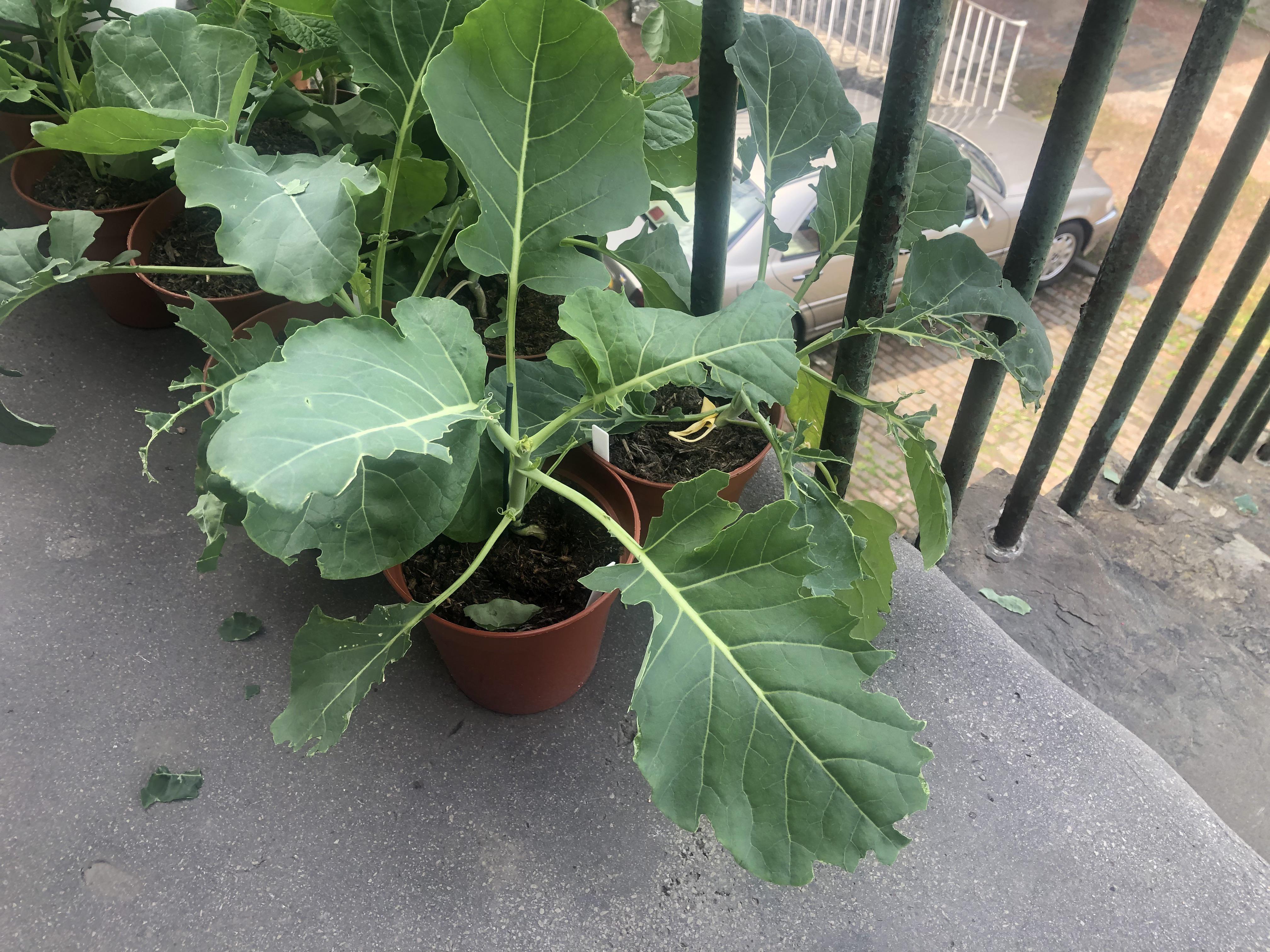 Any ideas what might be munching my broccoli leaves? r/GardeningUK
