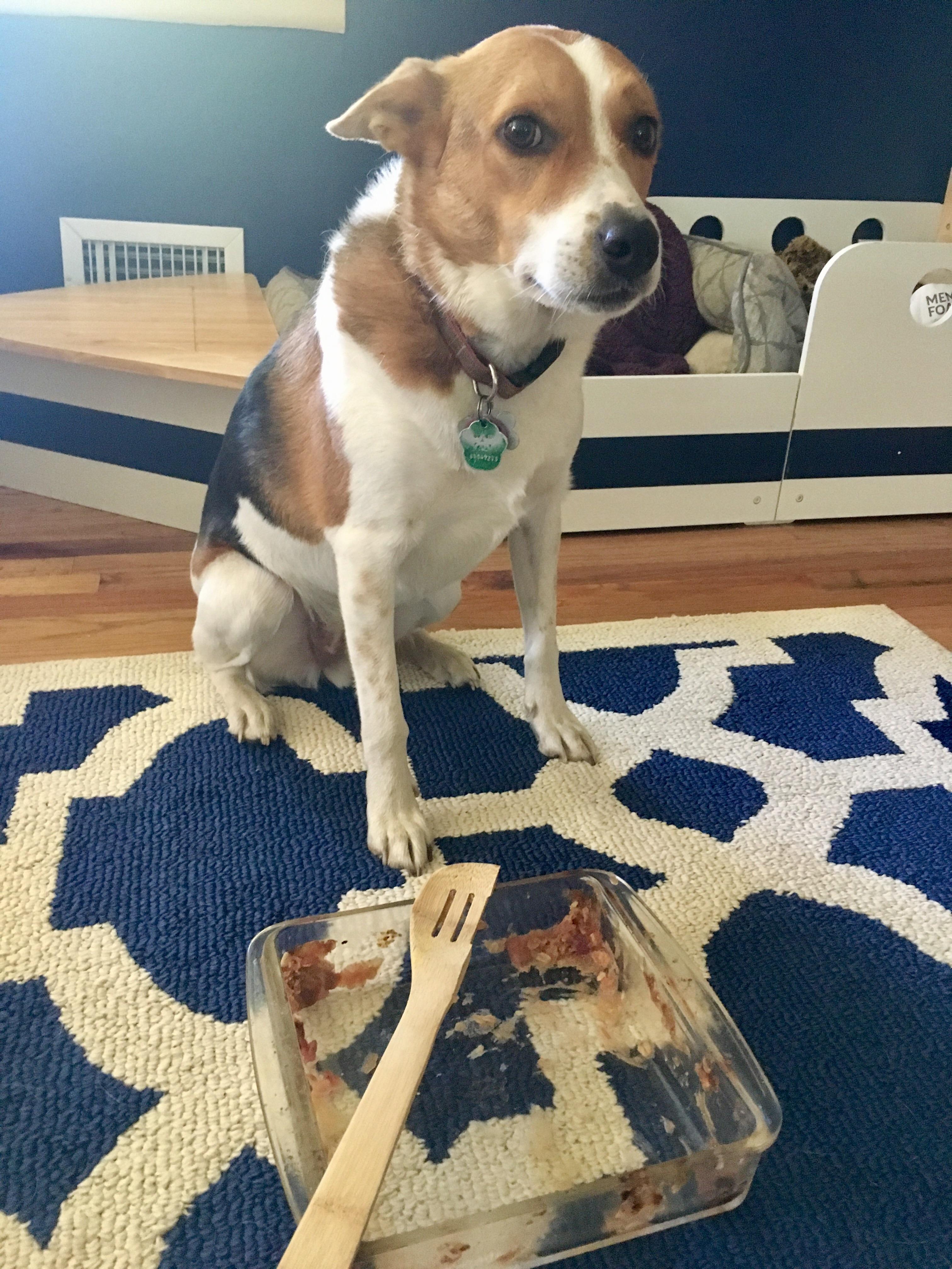 "I ate all of the rhubarb crisp. Also part of the wooden spoon. I regret nothing." r/dogpictures