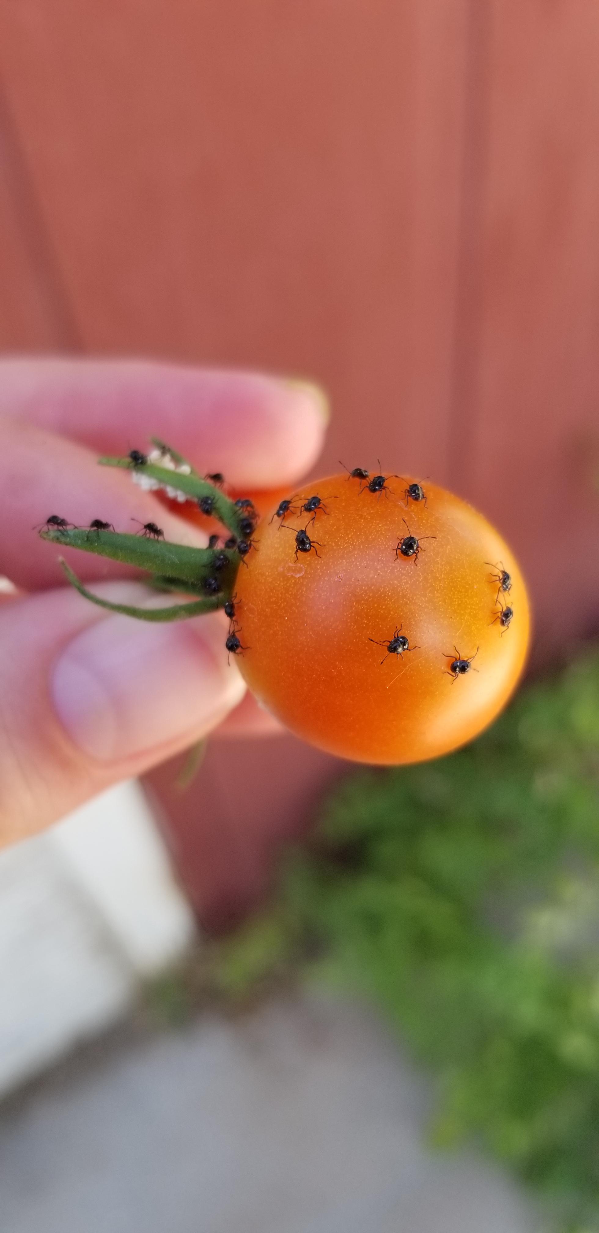what are these little black bugs that just hatched on my tomato plant