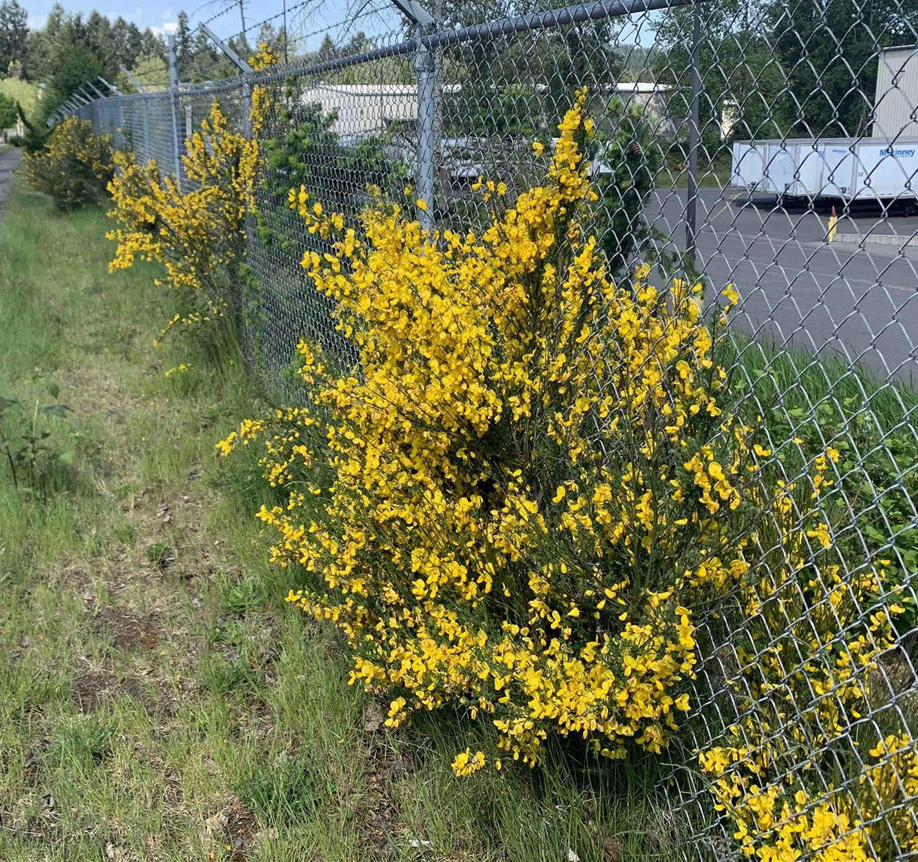 Please rip out Scotch Broom as soon as you find it, it's ultra invasive