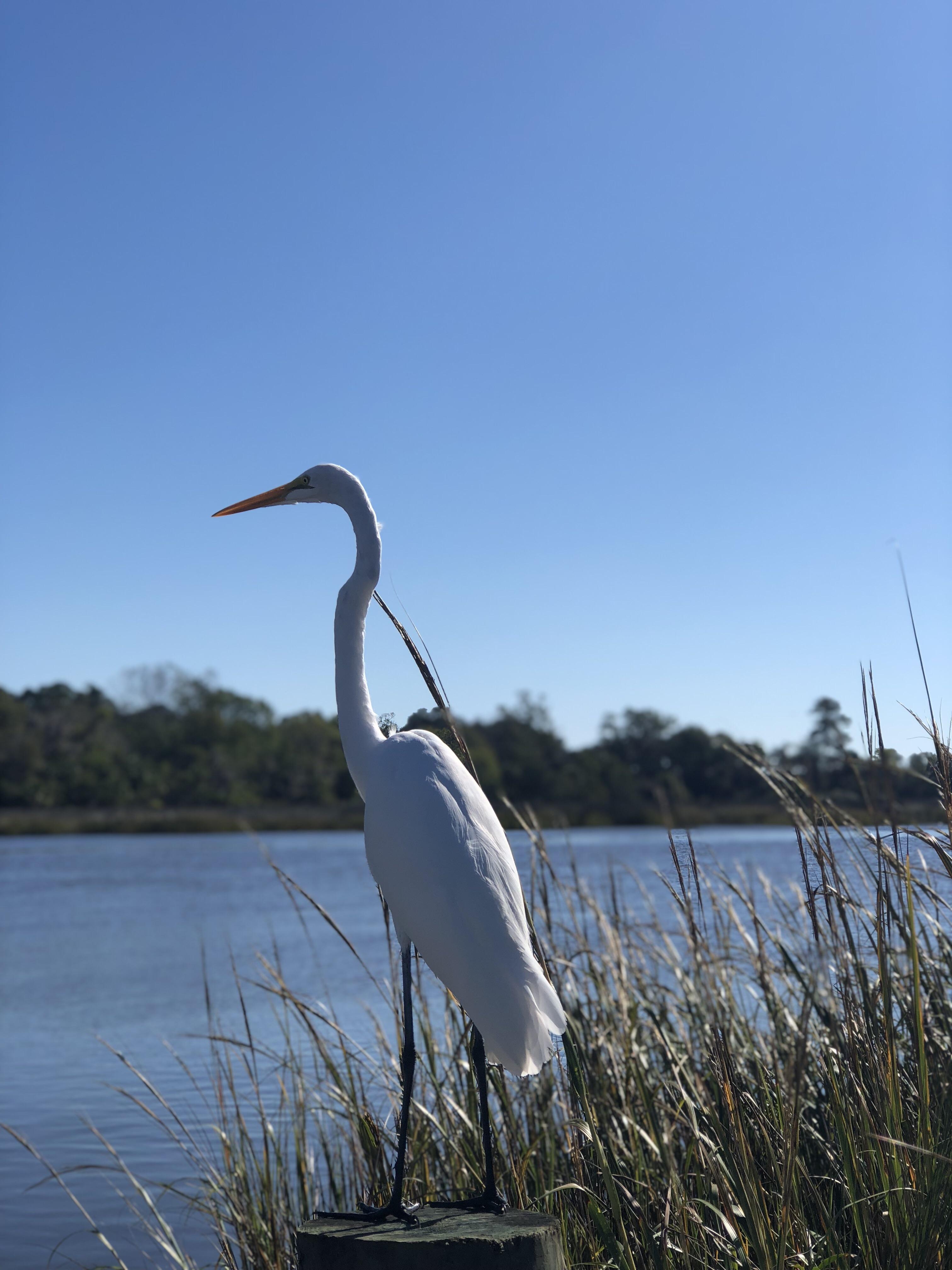 Great Egret watching me closely, but letting me get a nice picture. Charleston, SC r/birding