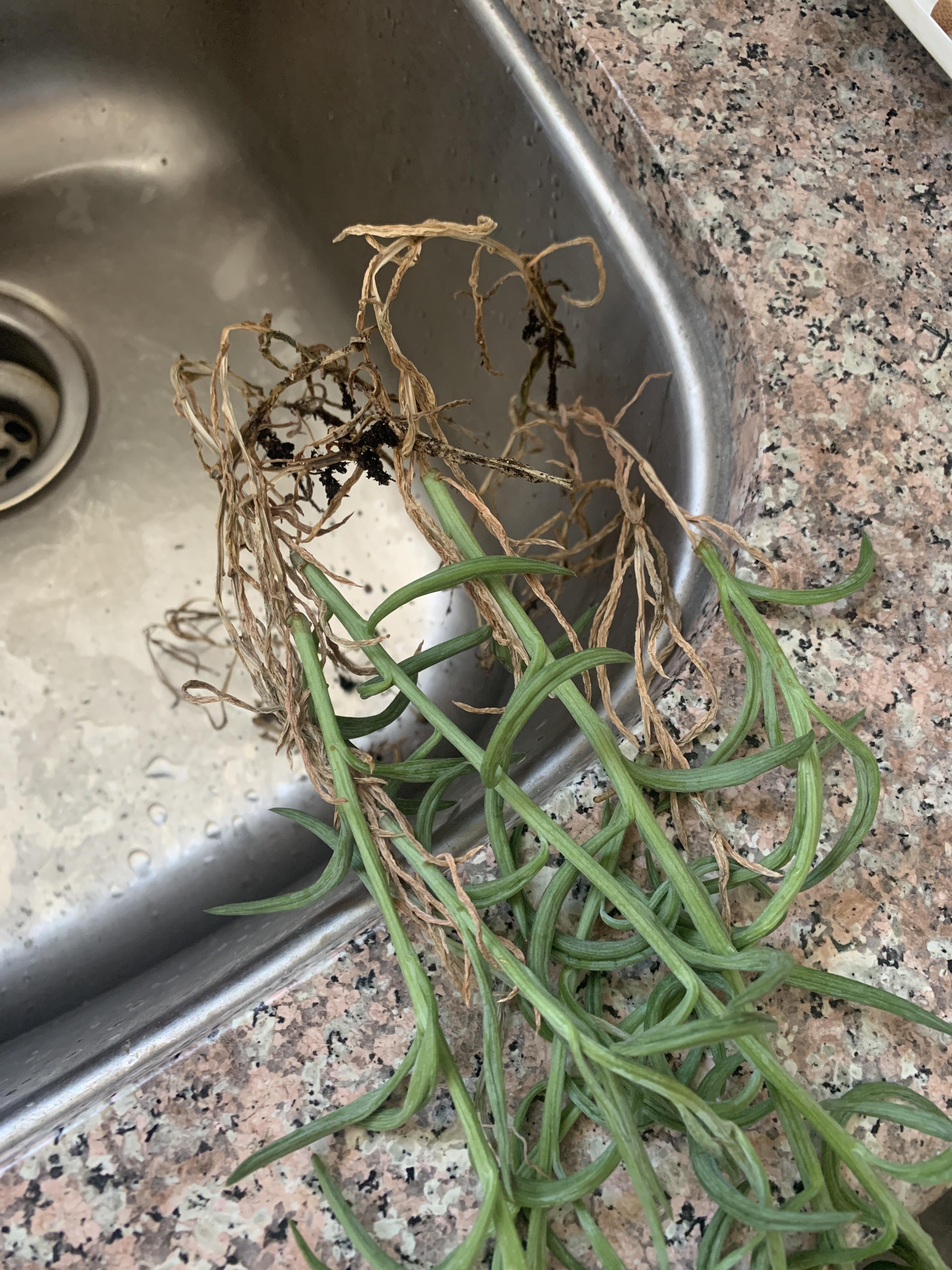 Pulled these shriveled stems off my string of bananas today. Any way to