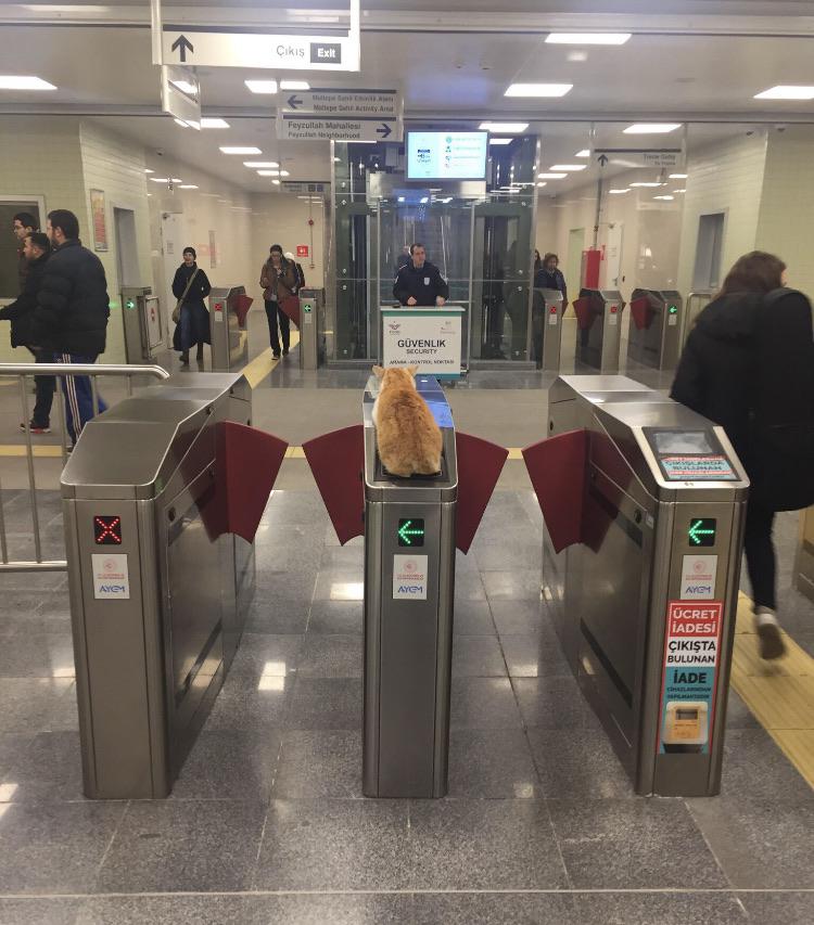 A cat in a metro station in Turkey. r/pics