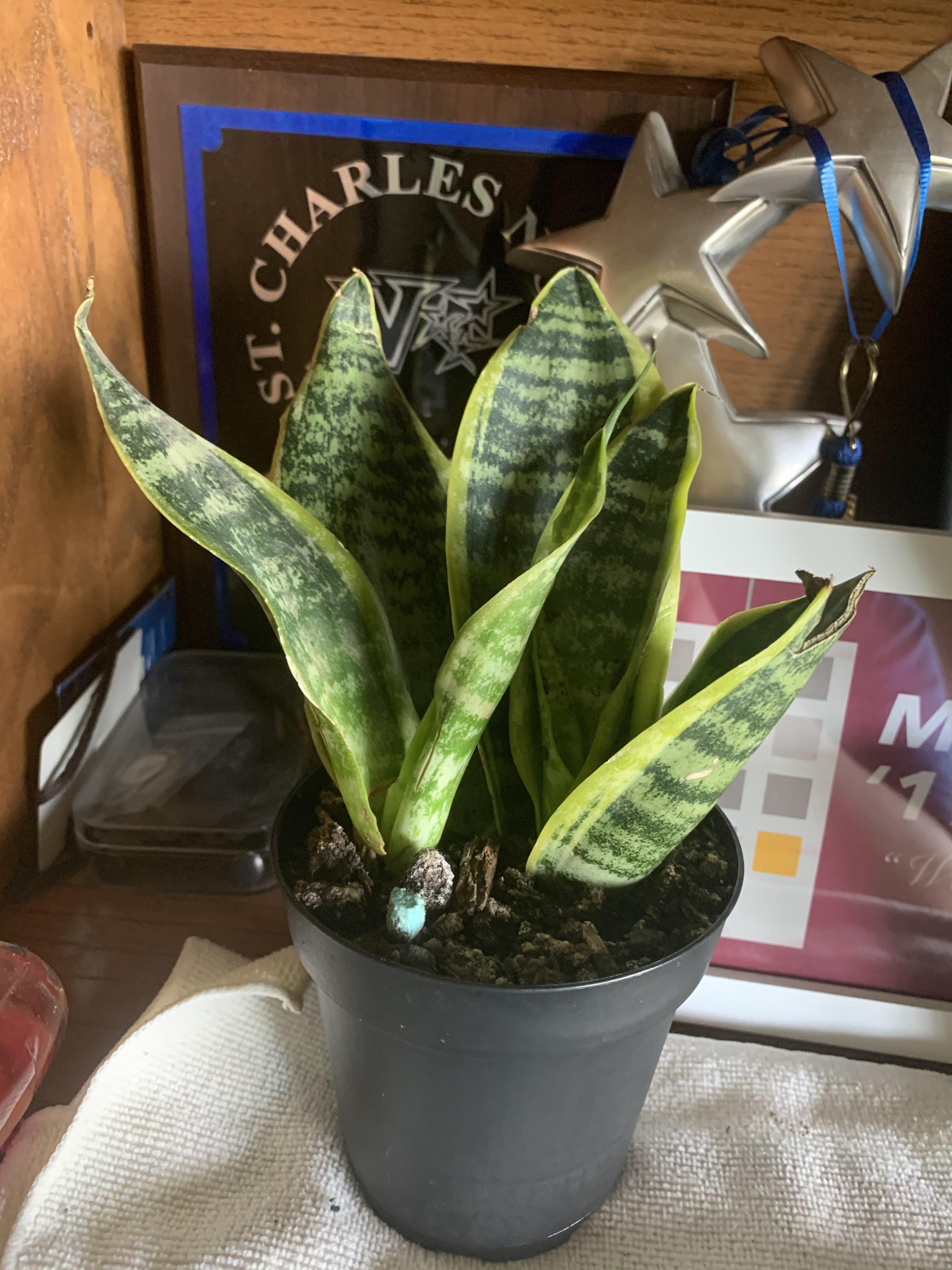 Snake plant advice? I got her a bit damaged but overall she’s pretty
