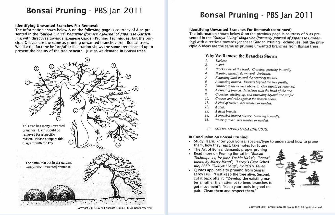 A guide for beginners on how and what to prune. r/Bonsai