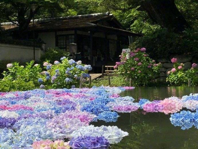 Hydrangea in the water r/BotanicalPorn