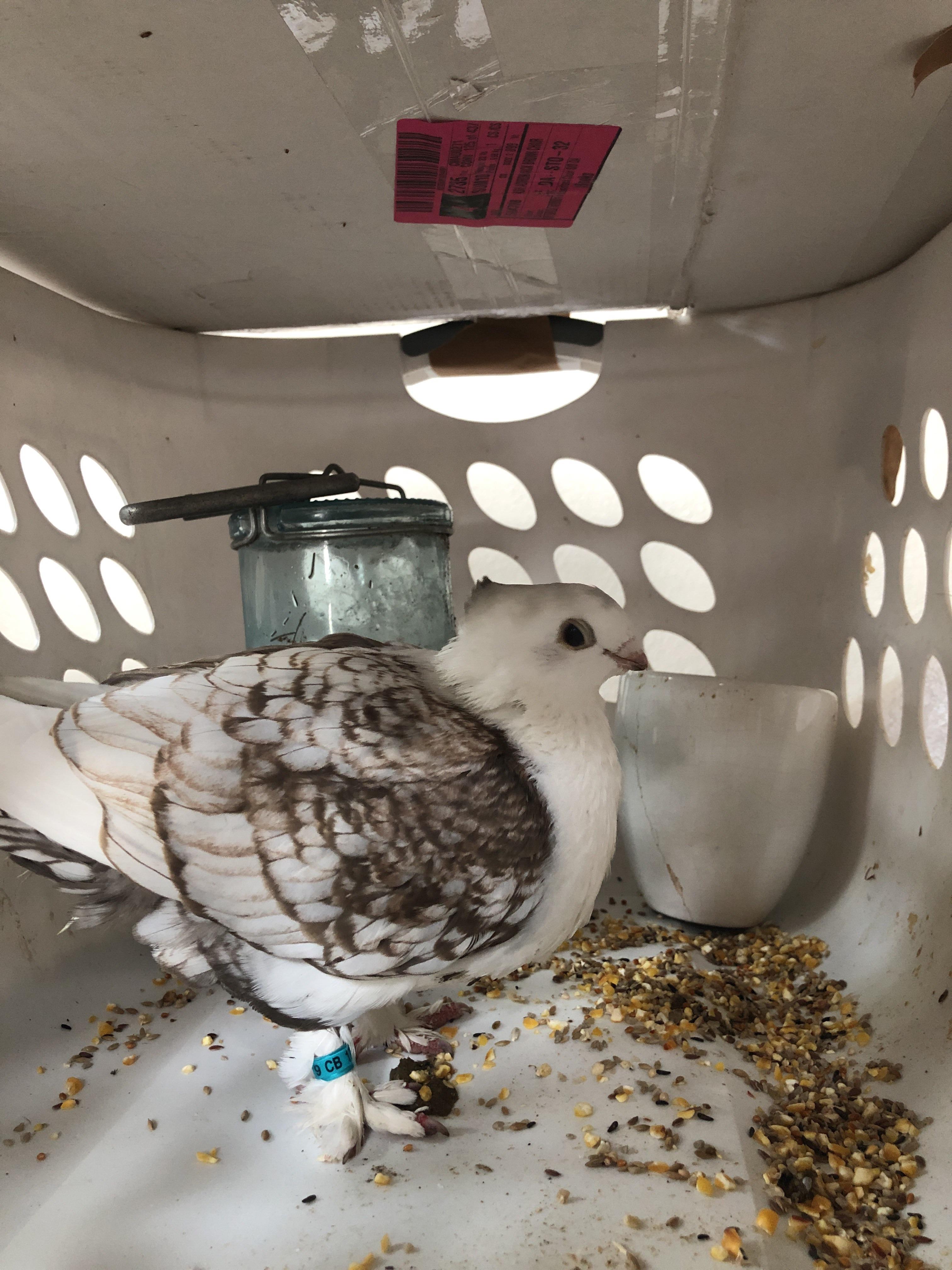 Central Wisconsin. Found in our chicken coop. Very kind and friendly