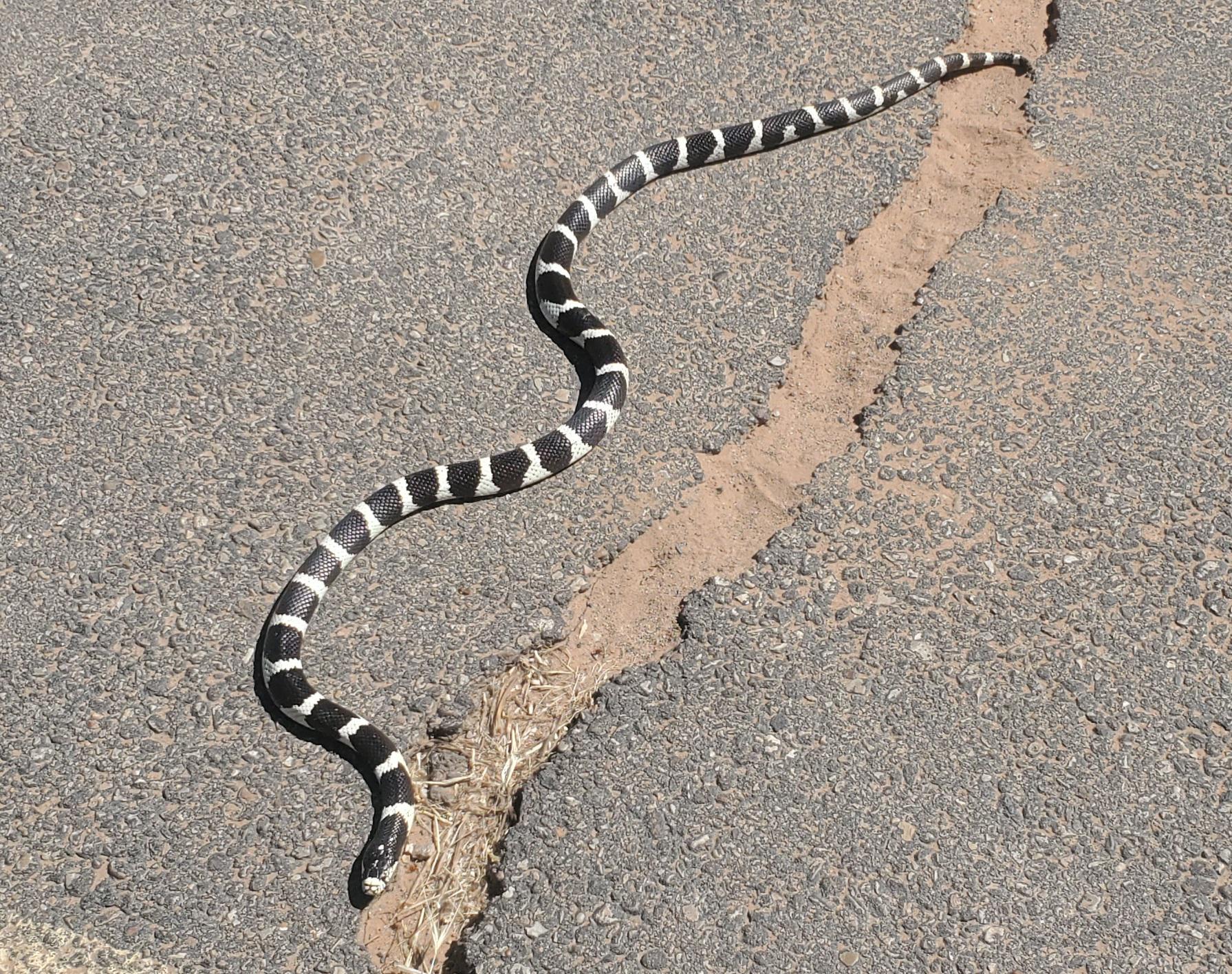 362 best King Snake images on Pholder Snakes, Natureismetal and