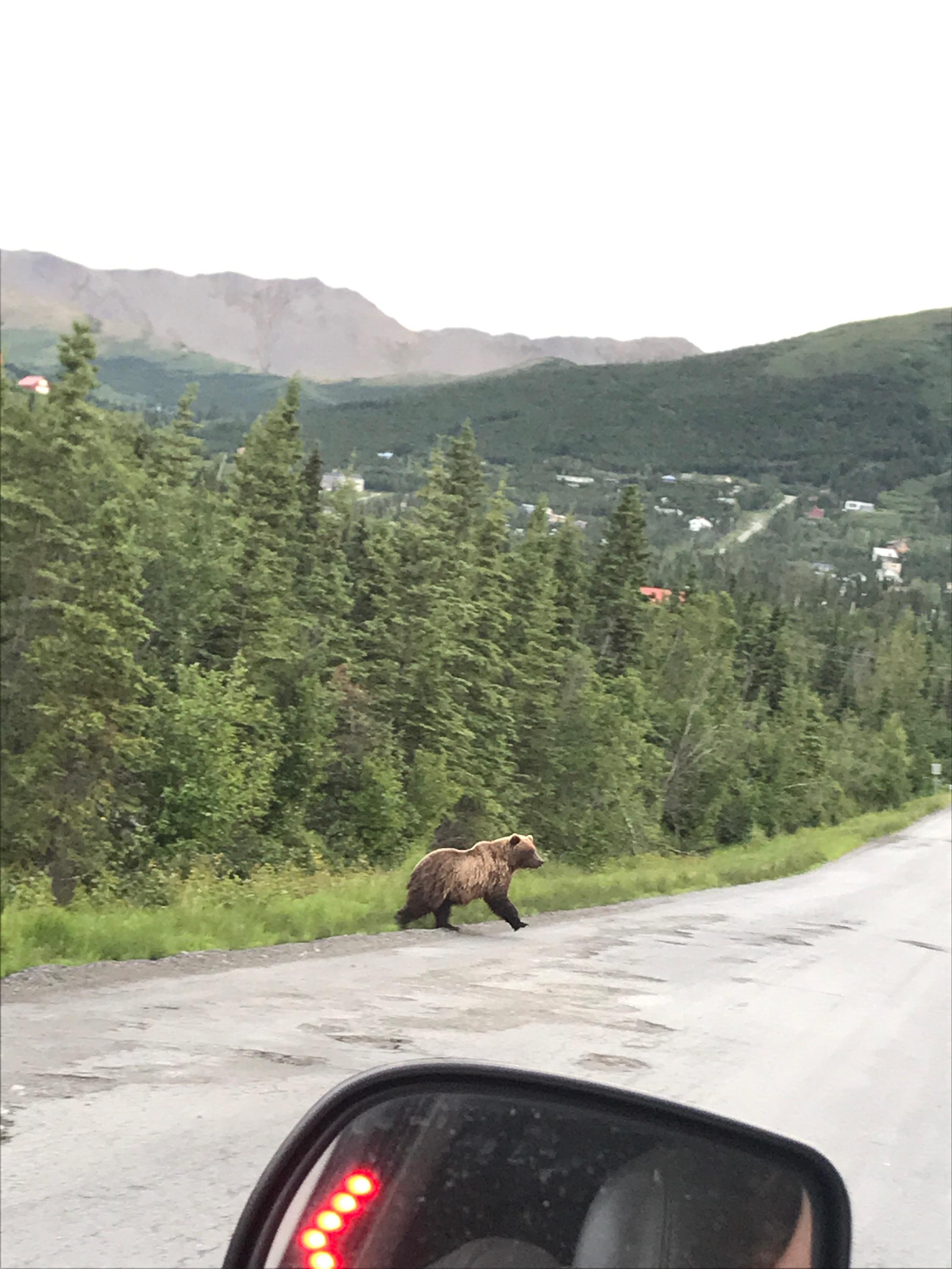 Literally just saw a bear, in bear valley of anchorage 🐼 r/alaska