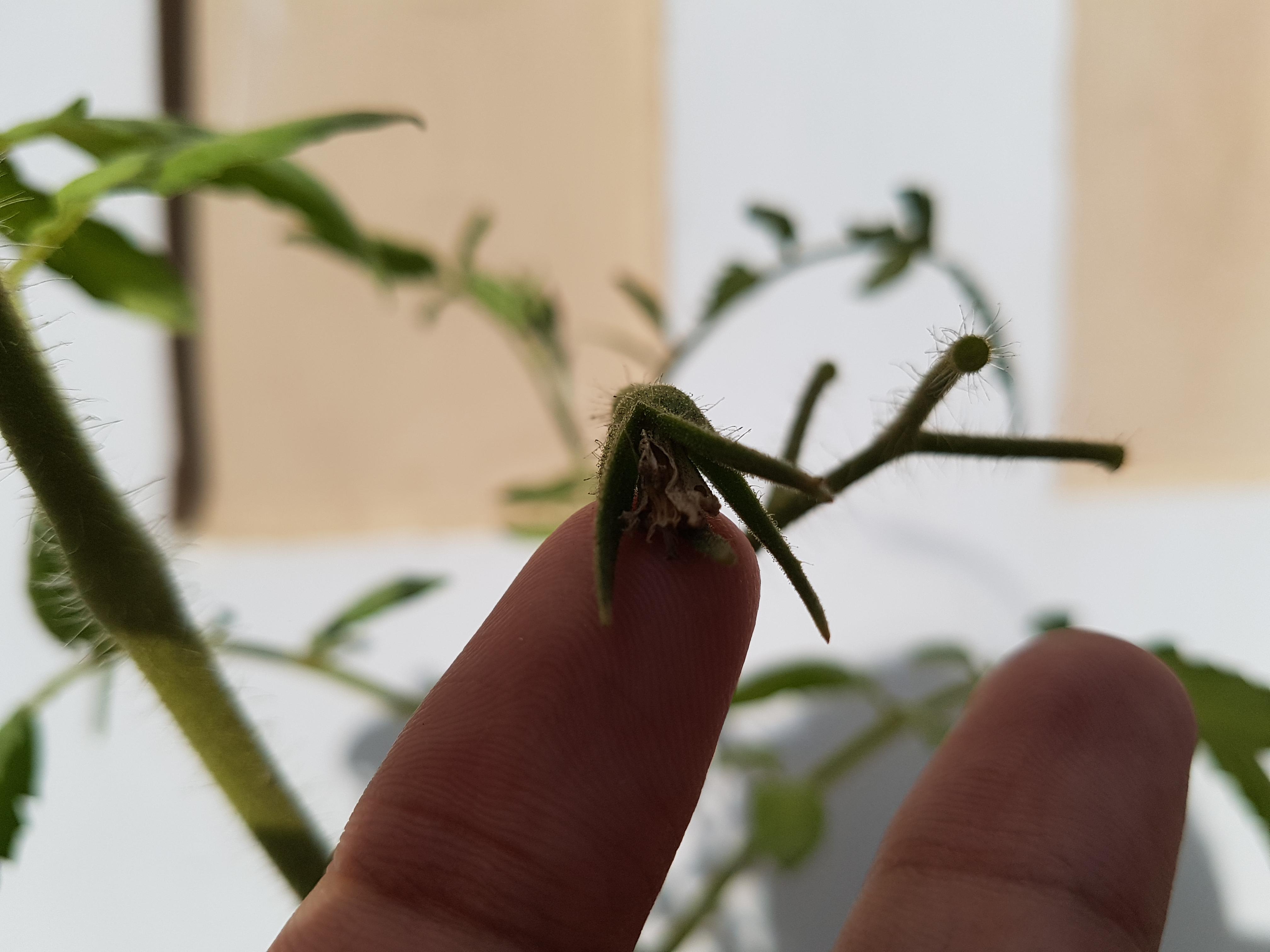 Tomato Flowers Falling Off