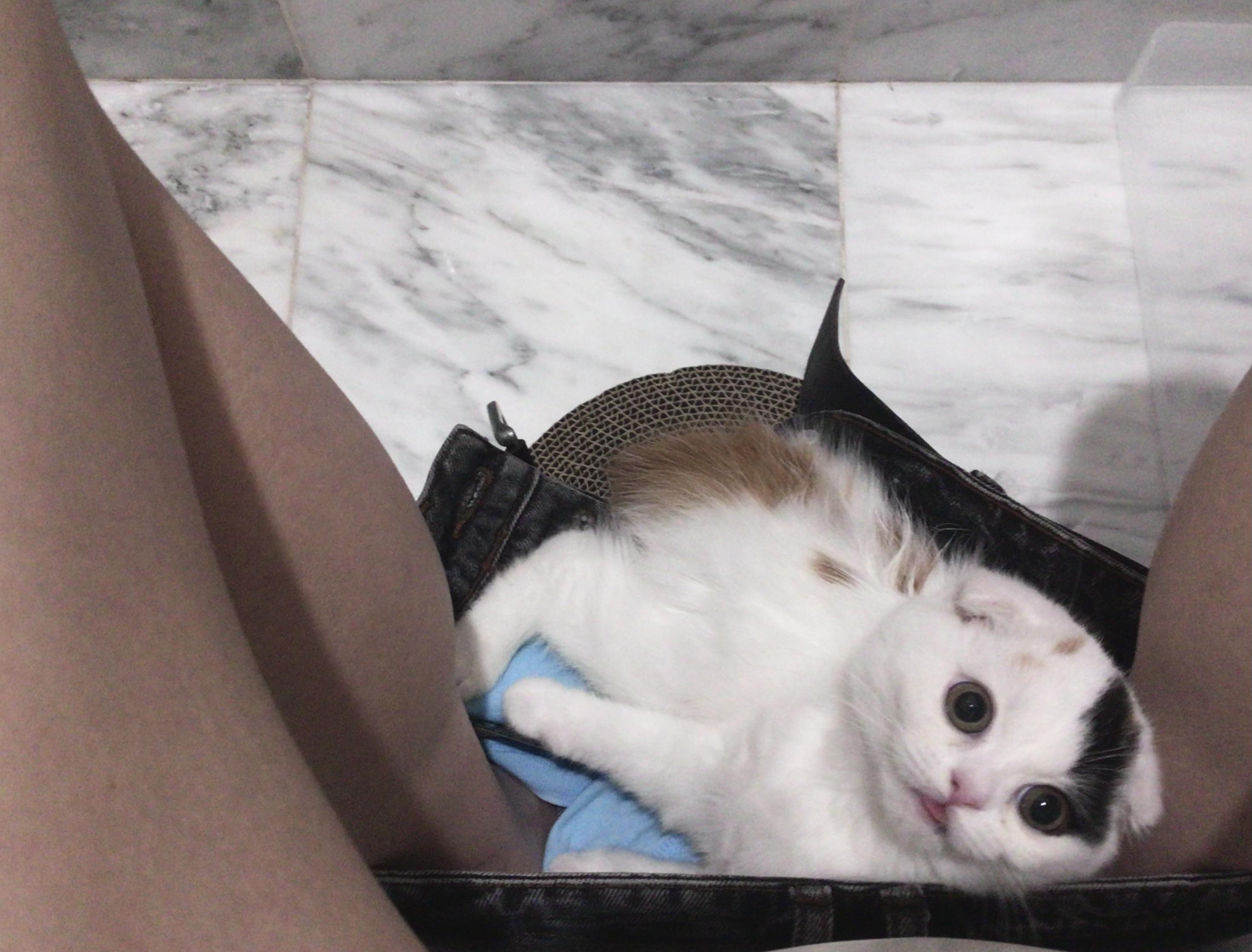 Cats in pants the real reason you should bring your phone to the bathroom