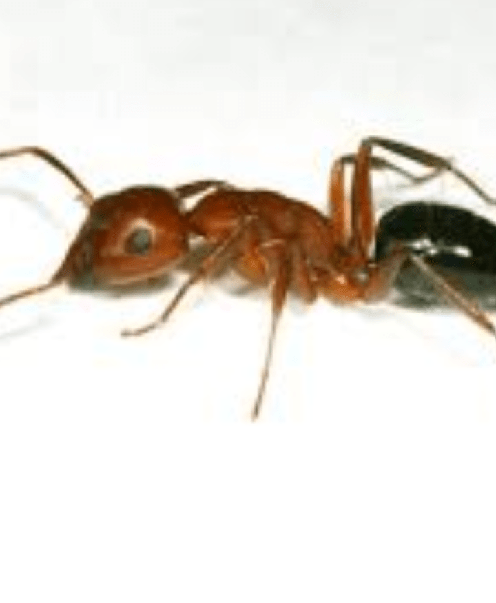 When will there be nuptial flights for carpenter ants? r/antkeeping