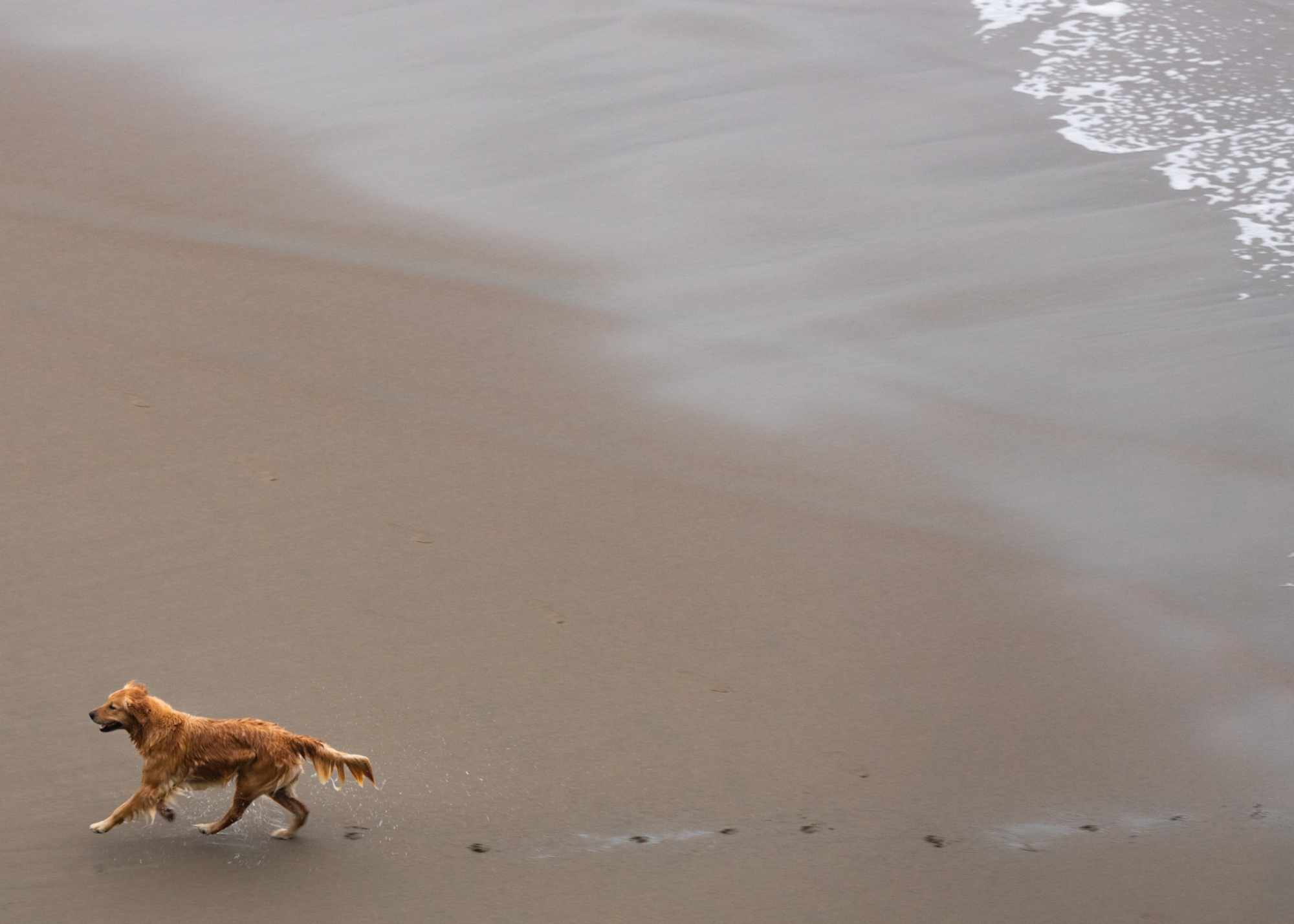 A dog walking on the beach r/dogpictures