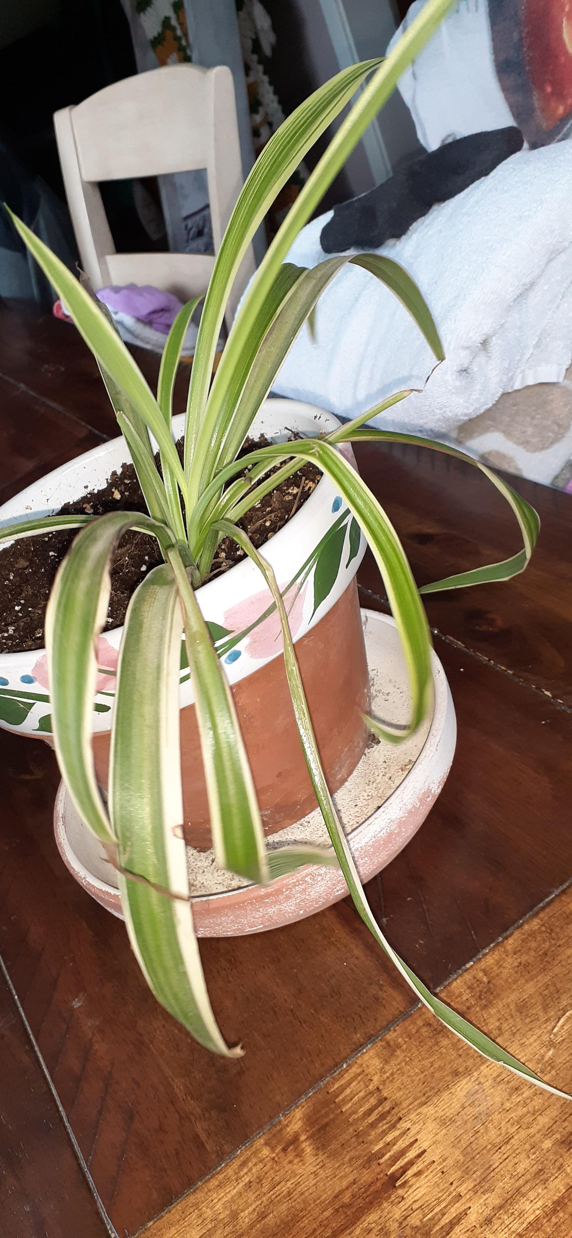 My aunt just gave me this spider plant and it's looking a little sad. I