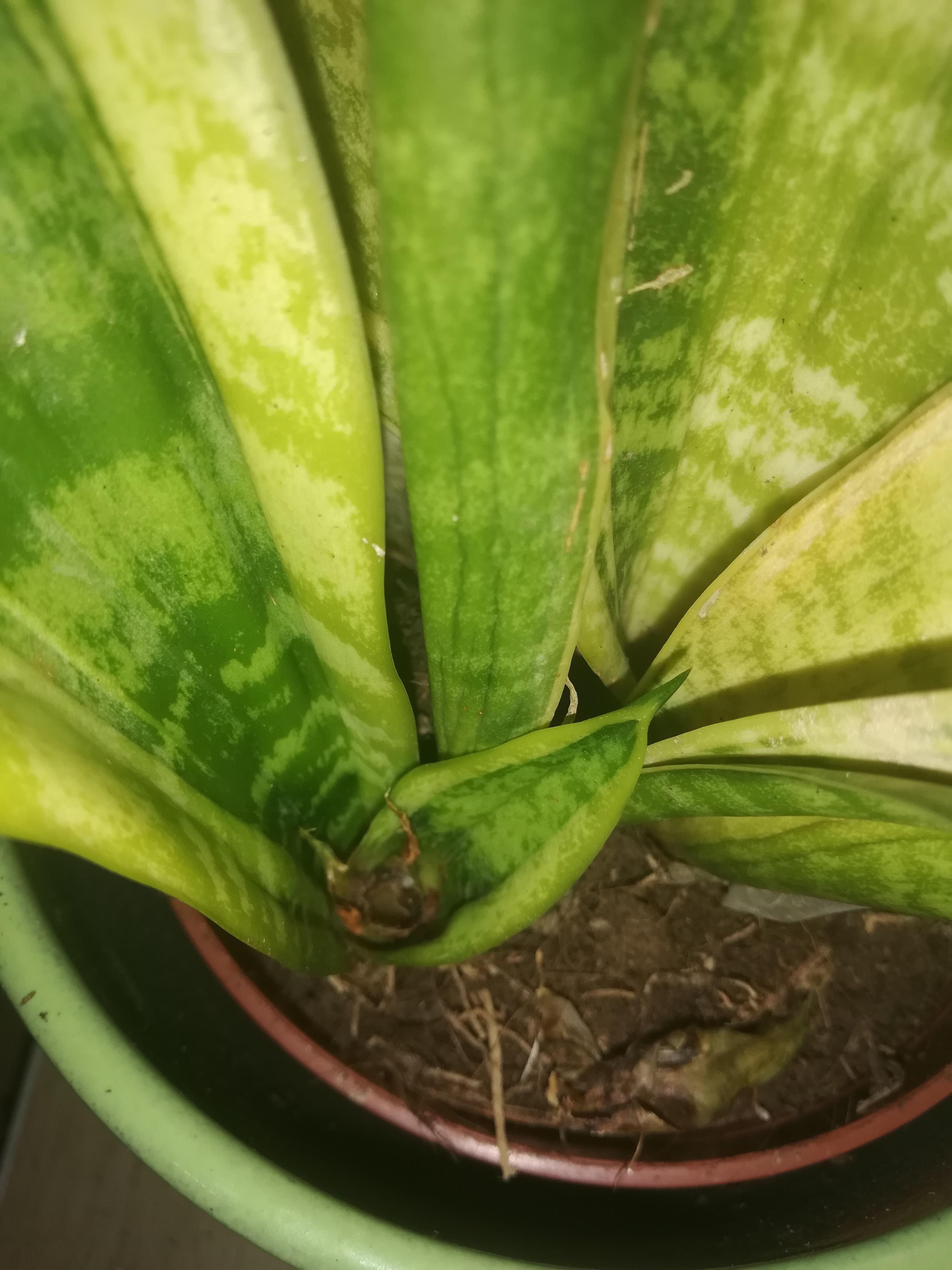 Sansevieria rotting from inside but has healthy roots r/plantclinic