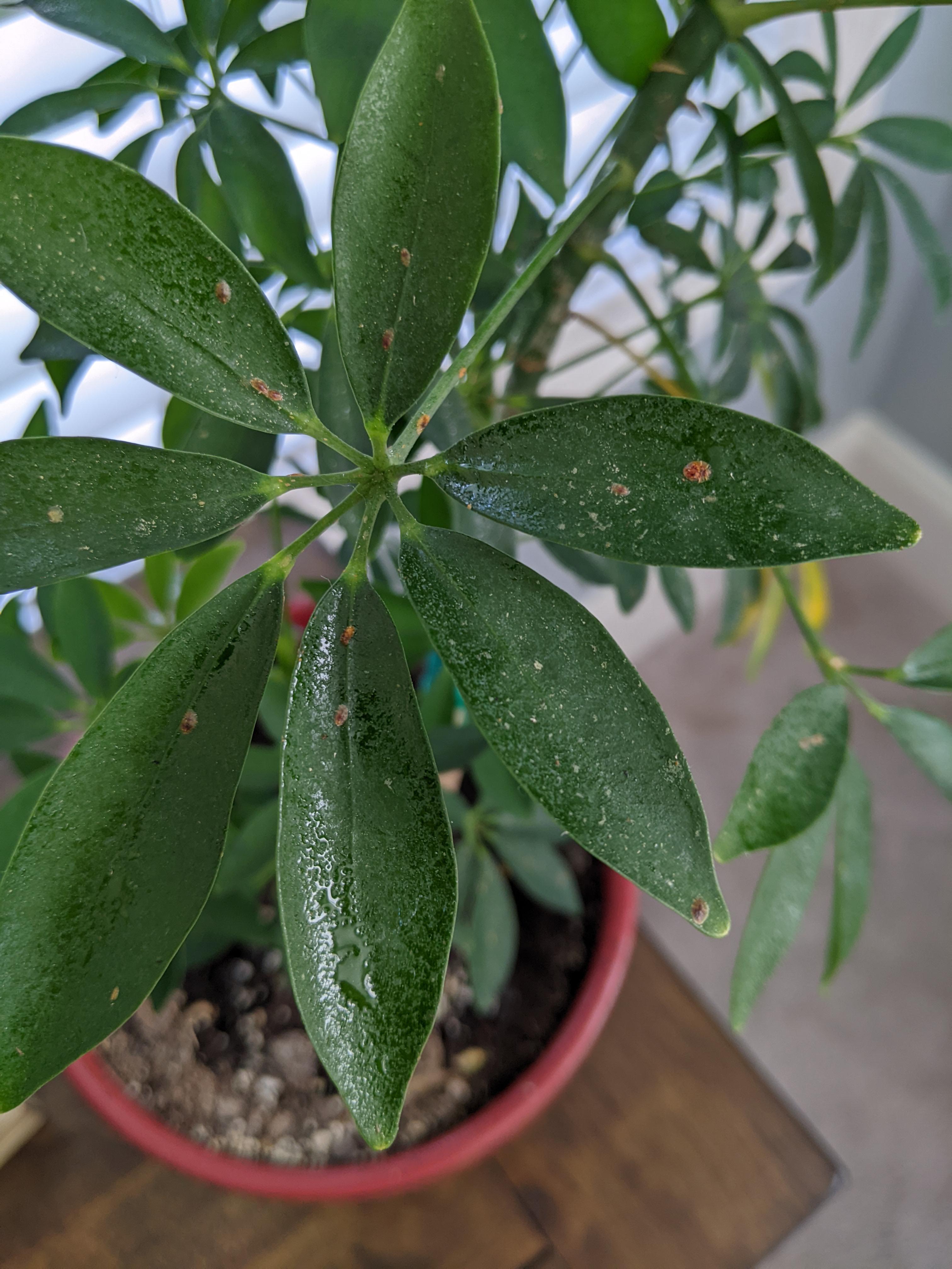 Is this scale? Bottom 2/3 of my umbrella tree are covered in sticky goo
