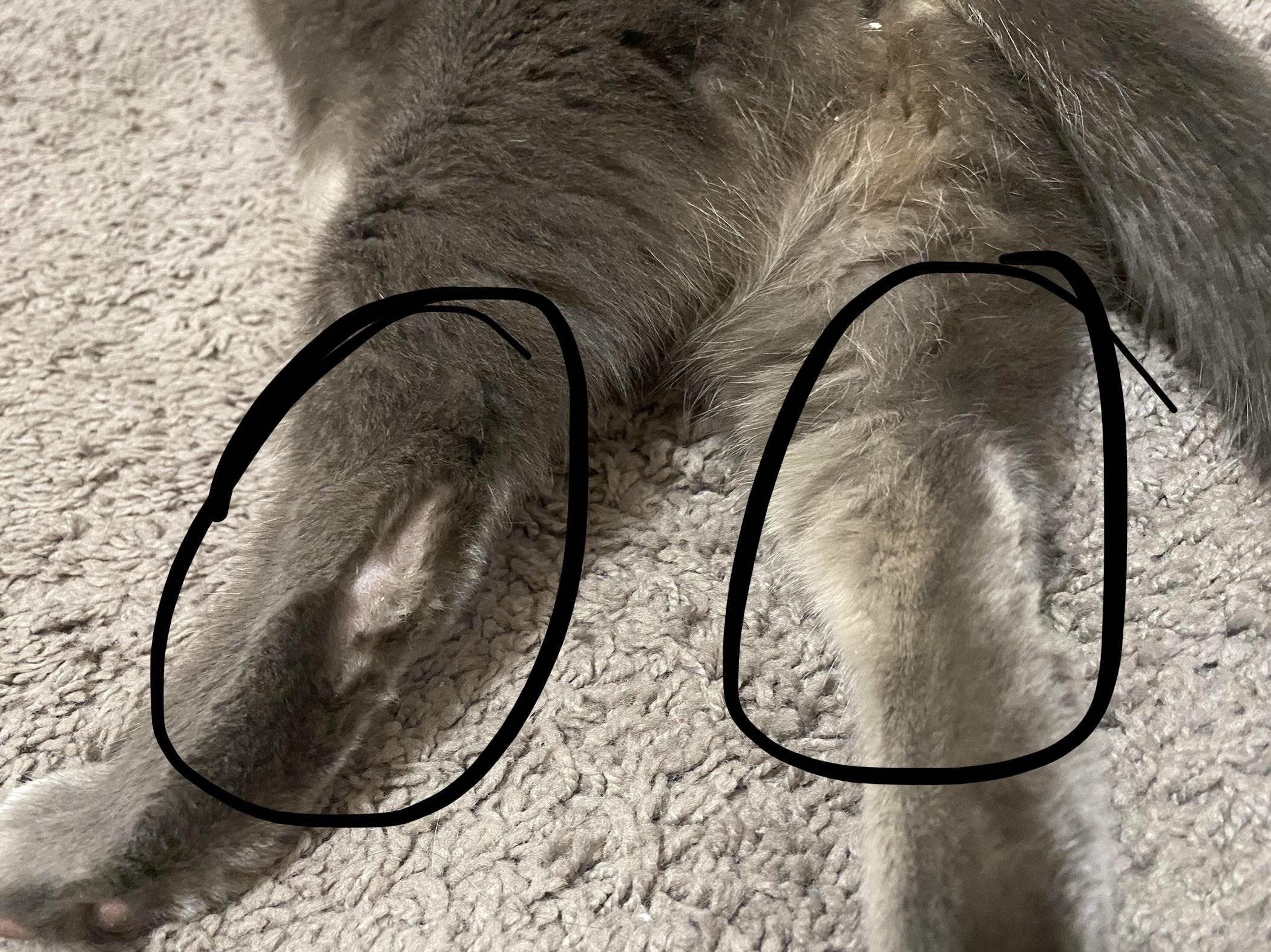 bald patches on my cat’s hind legs. he has pretty sensitive skin (flea allergy and dandruff) but