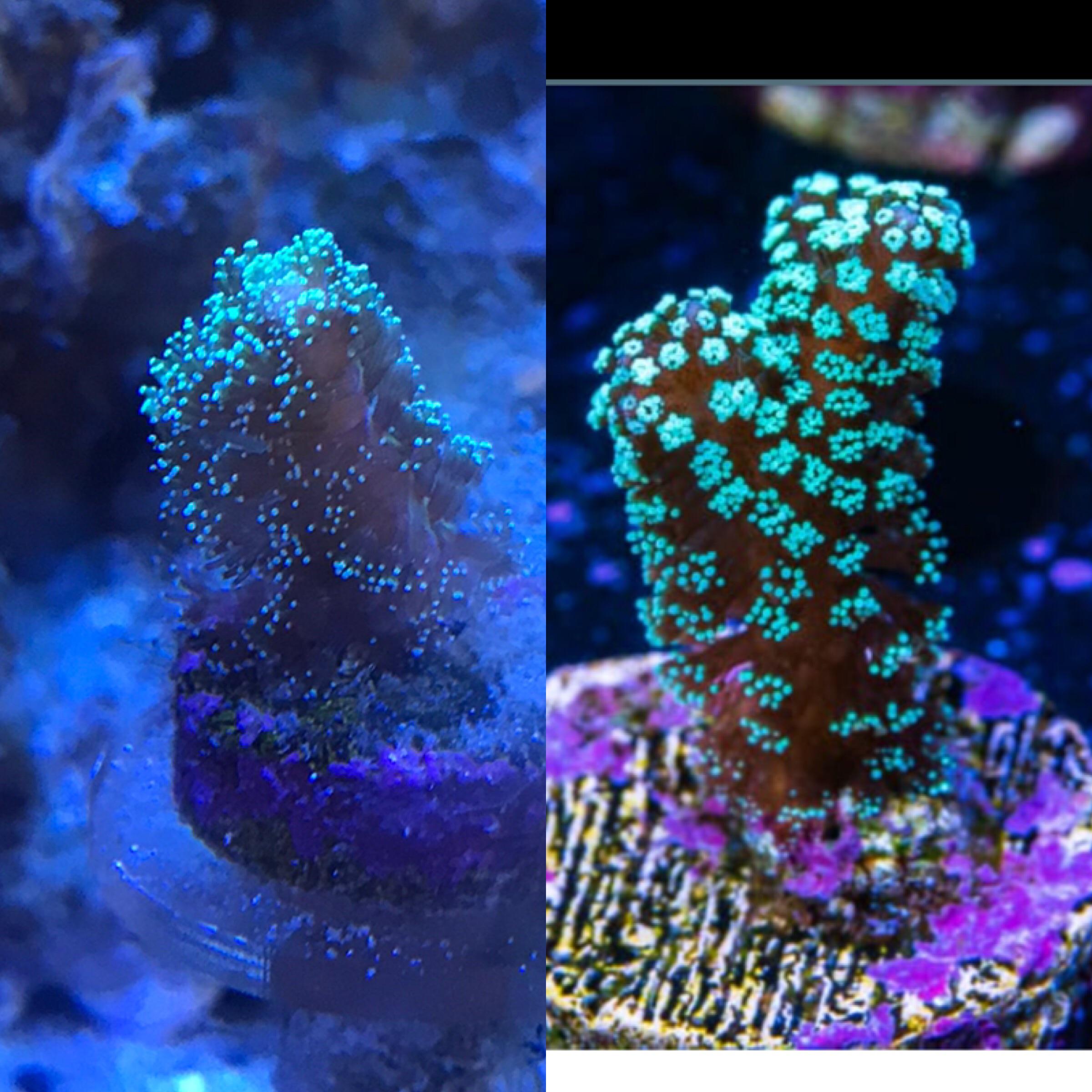 should my ORA birdsnest’s polyps be extended and flowing so much? left