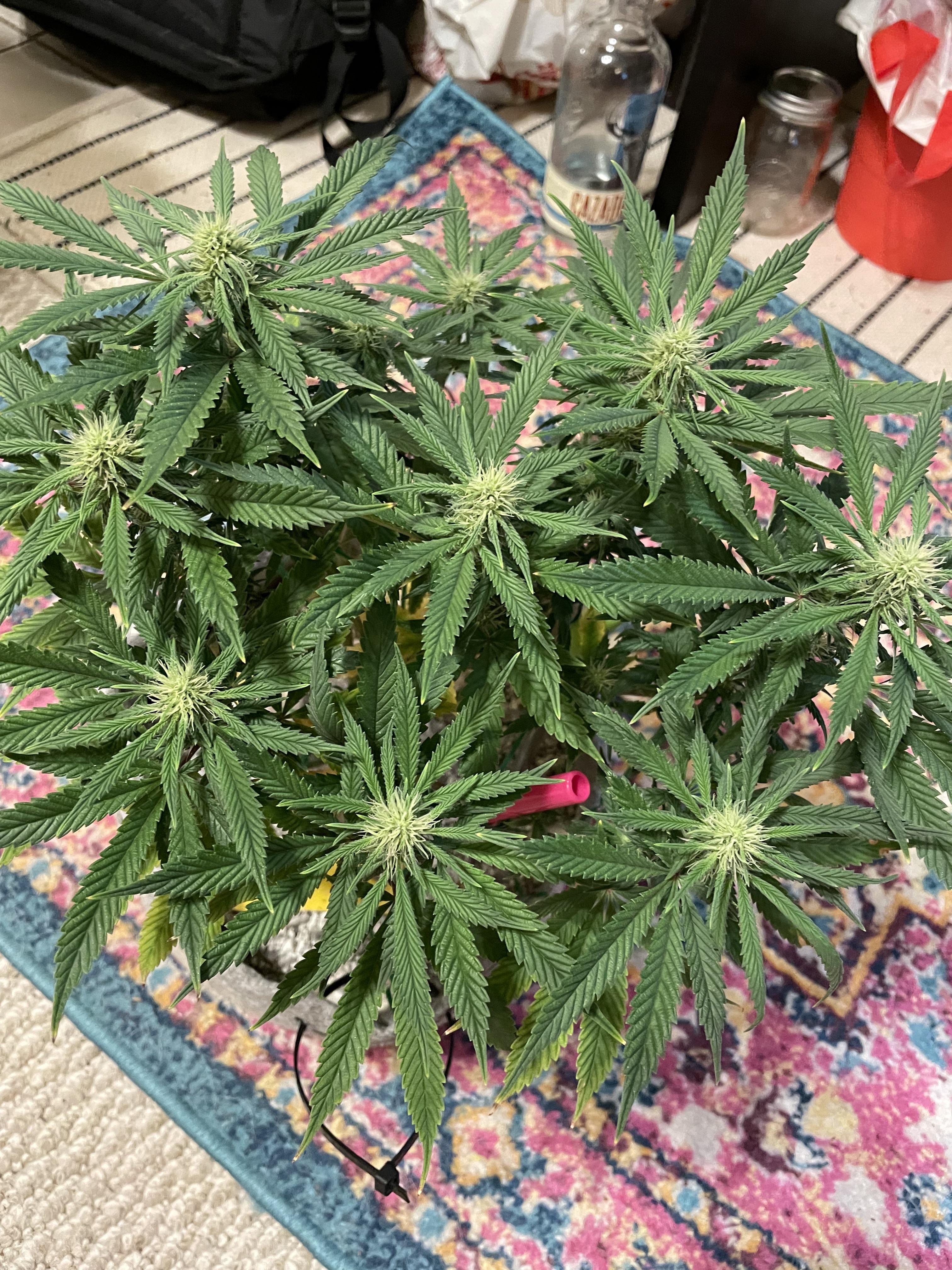 Purple Punch freebie f16. Seen some disappointing reviews for this