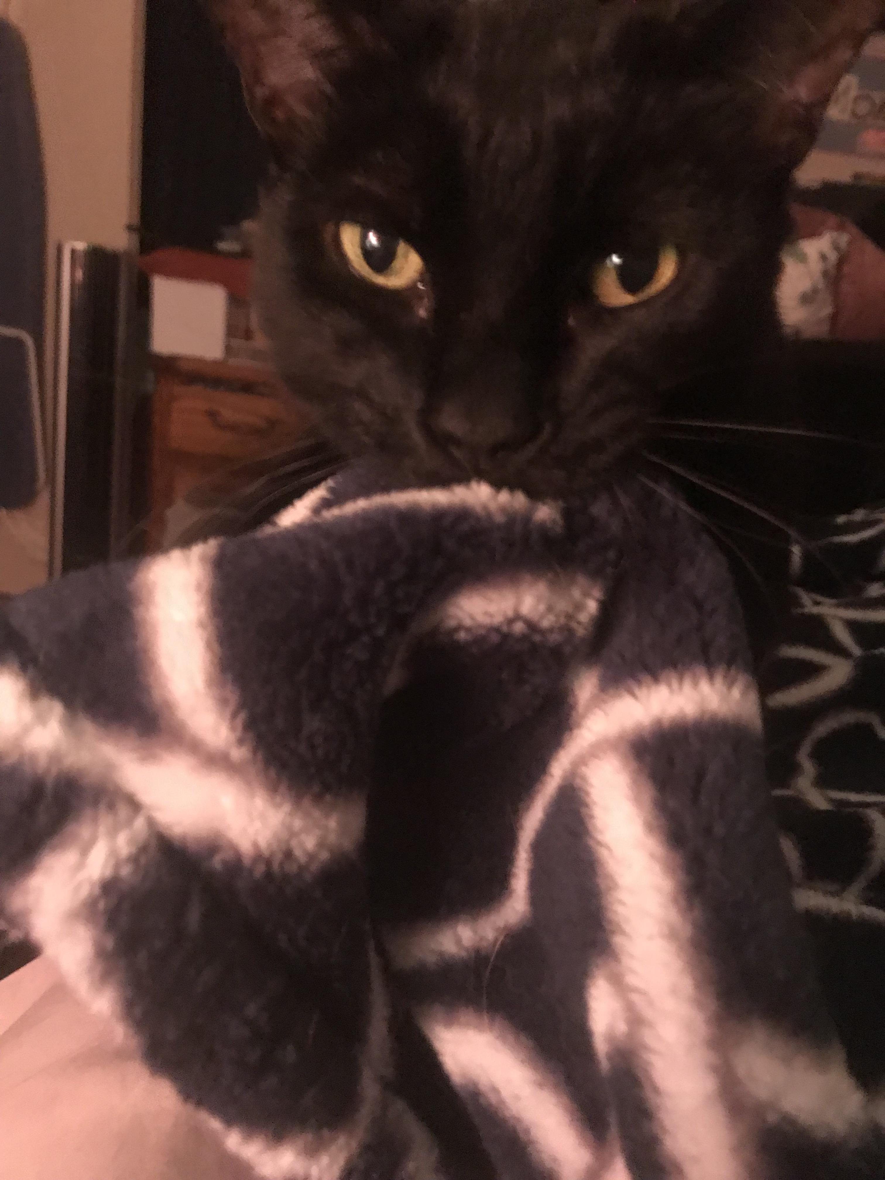 My cat needs on me every night. He’s done it since he was a kitten and