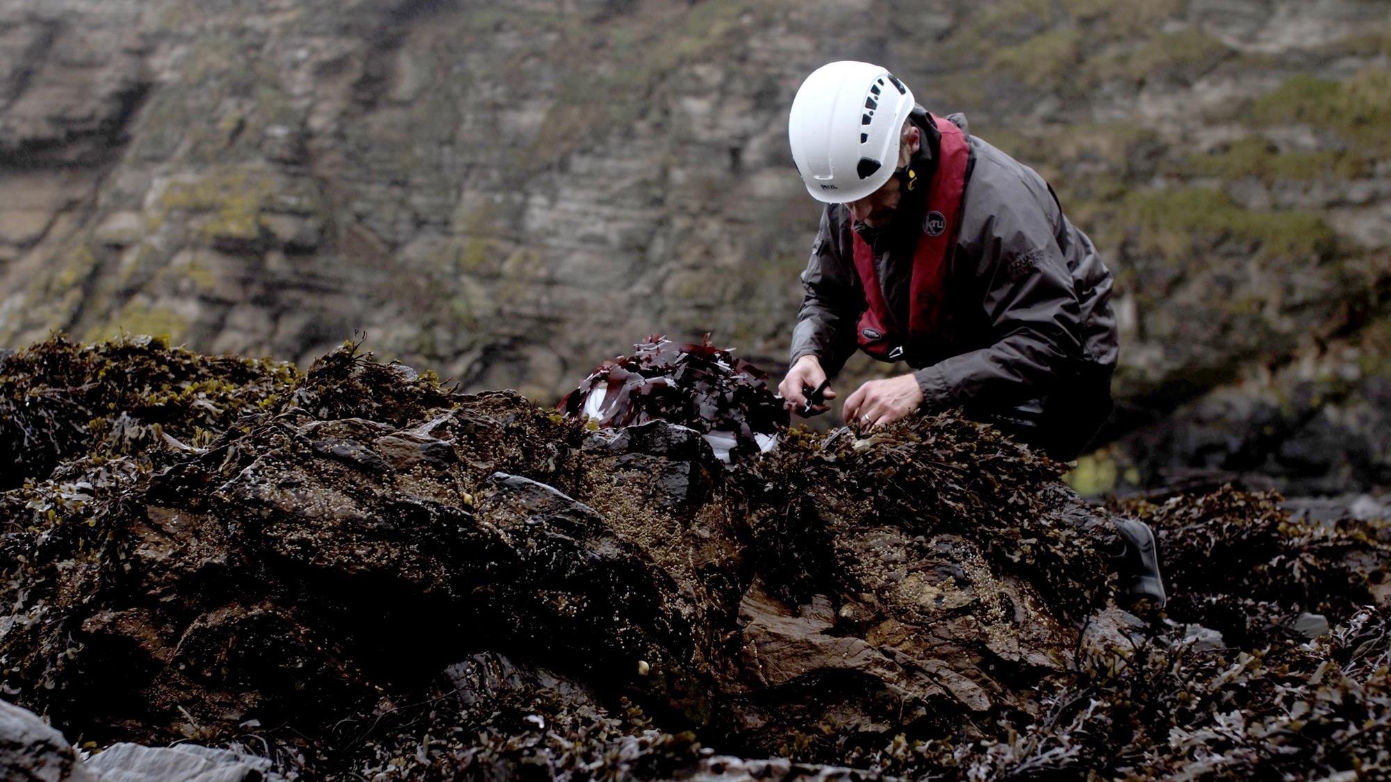 High blood pressure Treatment includes seaweed UK News algae