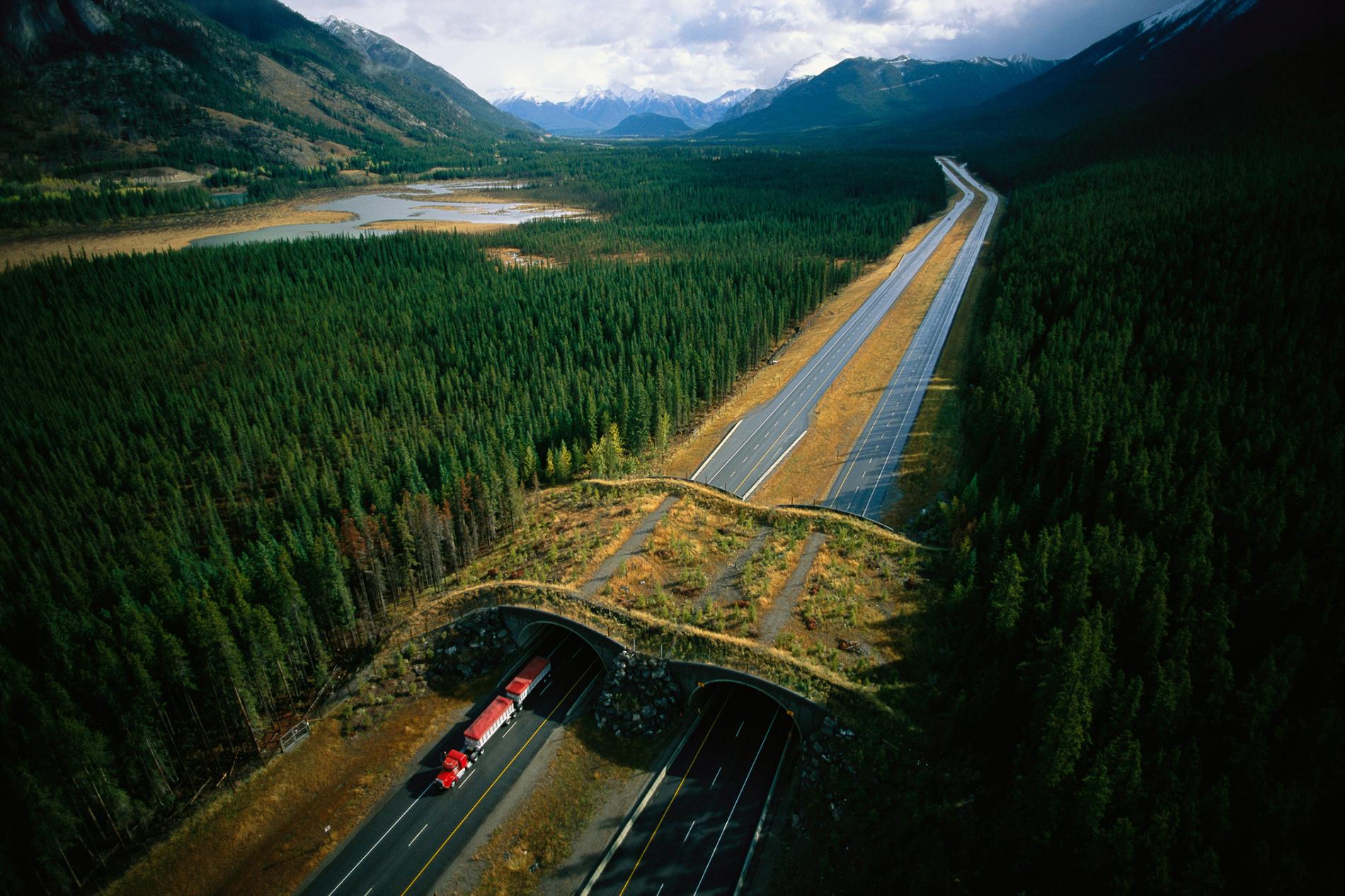 TransCanada Highway wildlife crossings in Banff National Park [ 1900 x