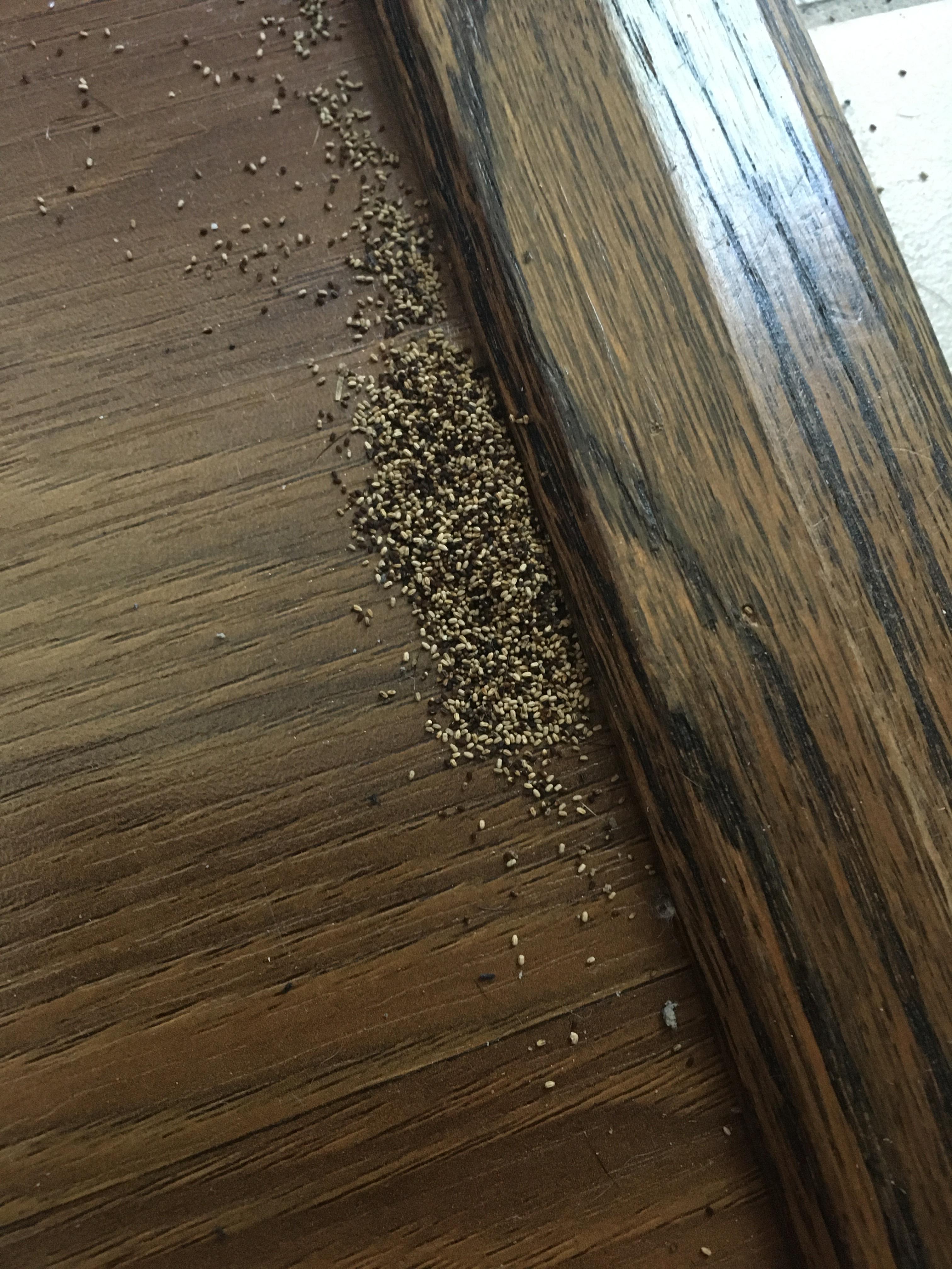 Found a pile by the wood floors at home. Seen small bugs around it too