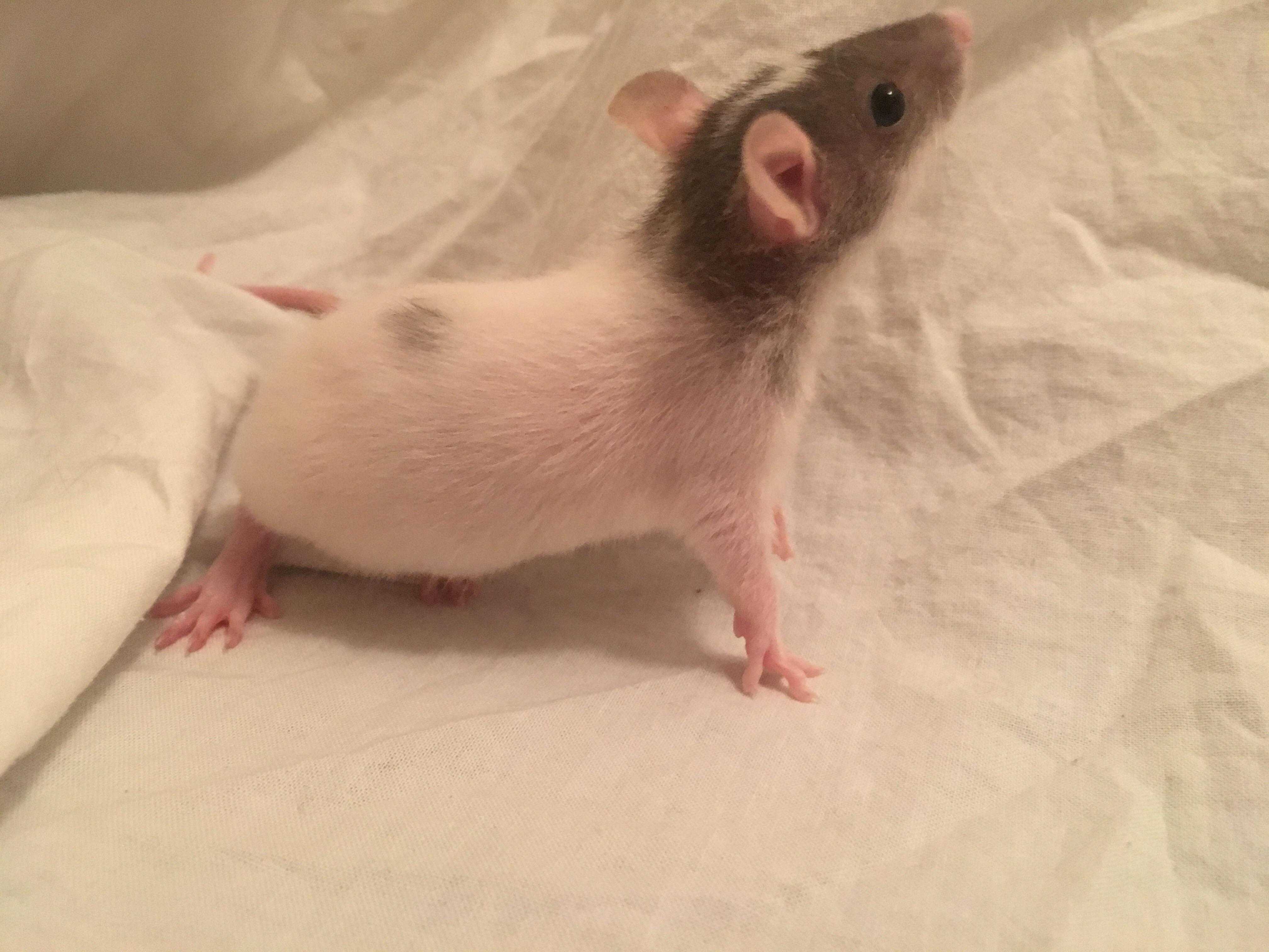 One of my baby rats! How can anyone think they're gross? RATS