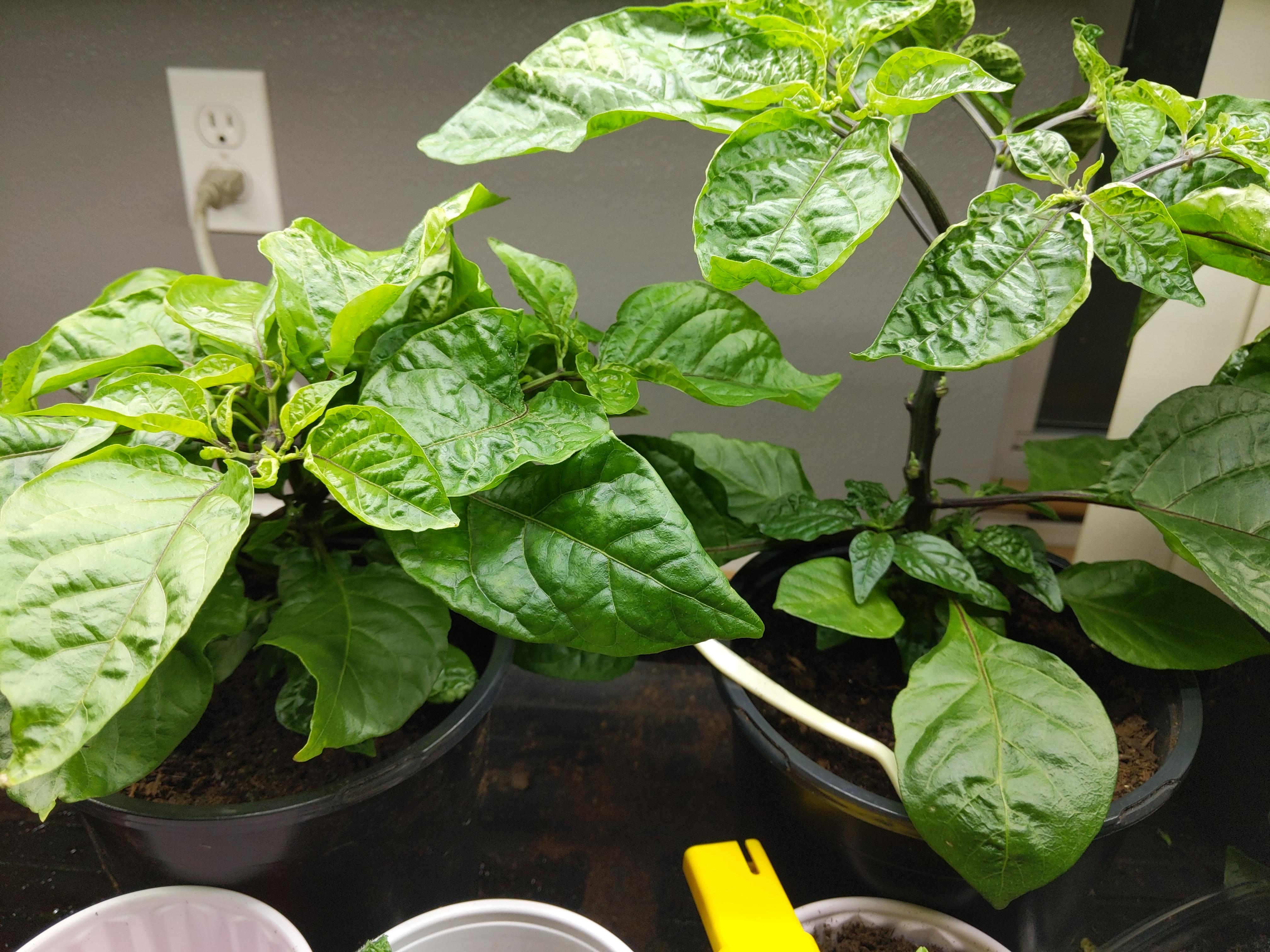 Pick off buds? Flowers keep dropping r/HotPeppers