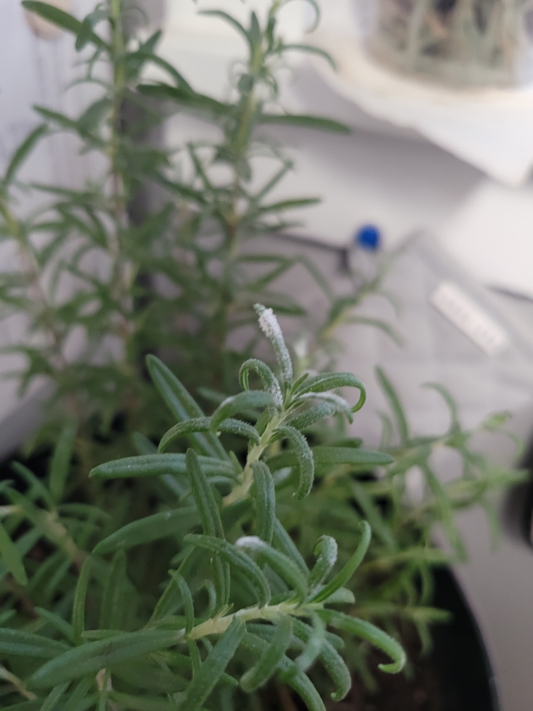 What in the heck is this white stuff on my indoor rosemary plant? And can I get rid of it? r