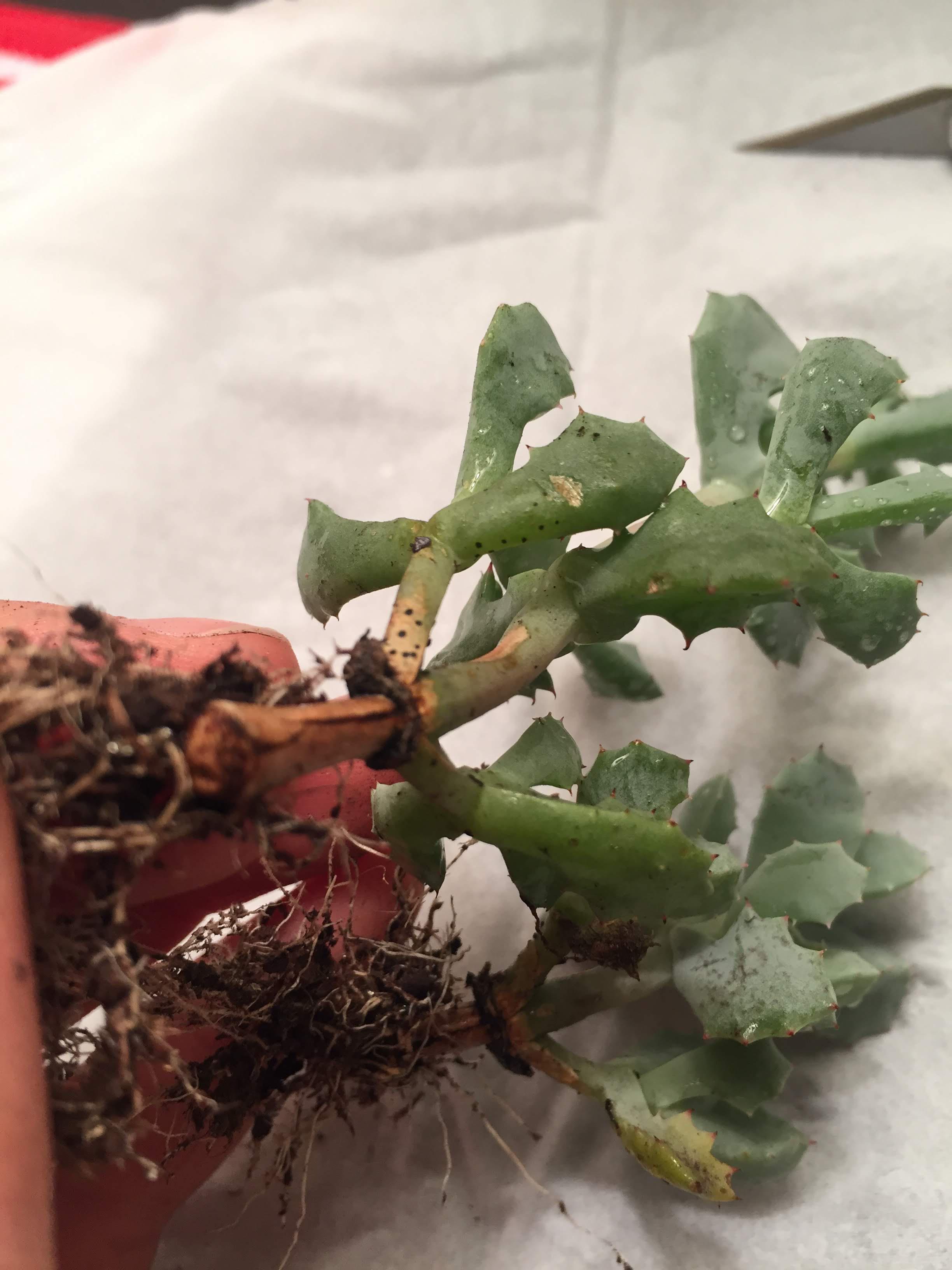 tiny black specks on undersides of pink ice plant leaves and lower stem