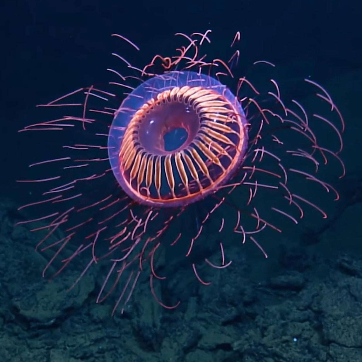 🔥 halitrephes maasi jellyfish aka underwater fireworks!! r