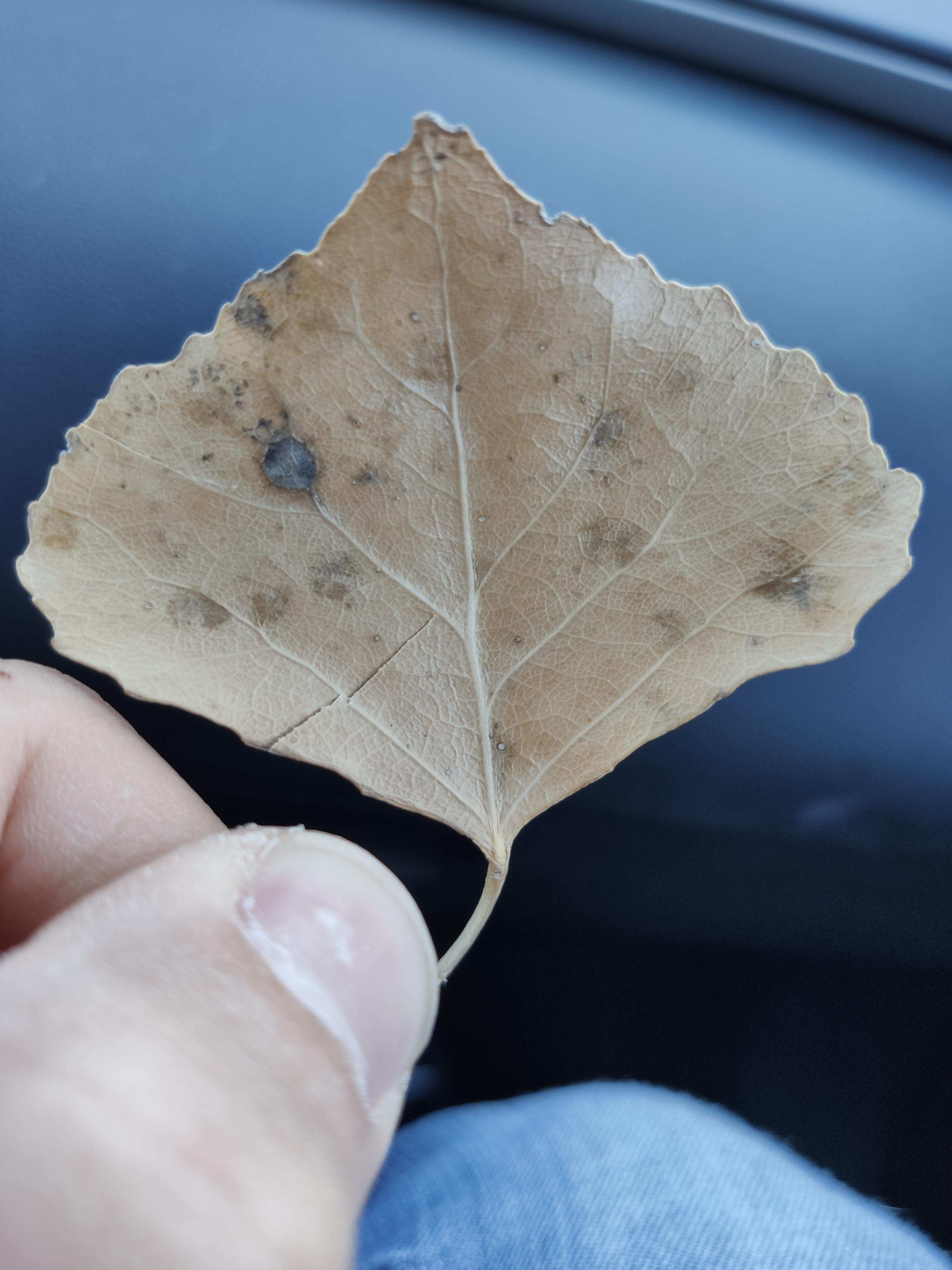 This tall, slender tree I allowed to grow in my yard. r