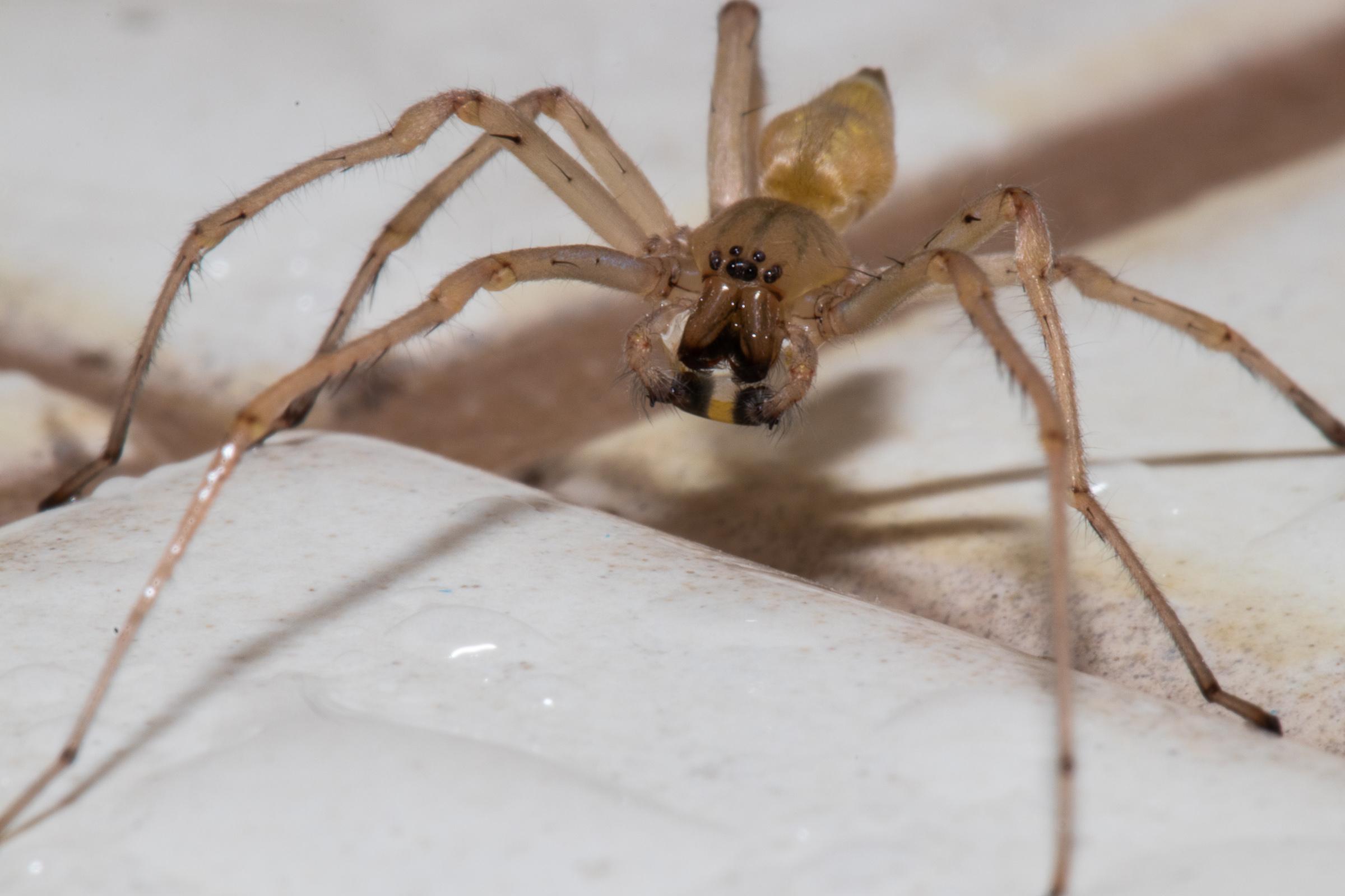 Long legged yellow sac spider taken near Ottawa Canada r/spiders