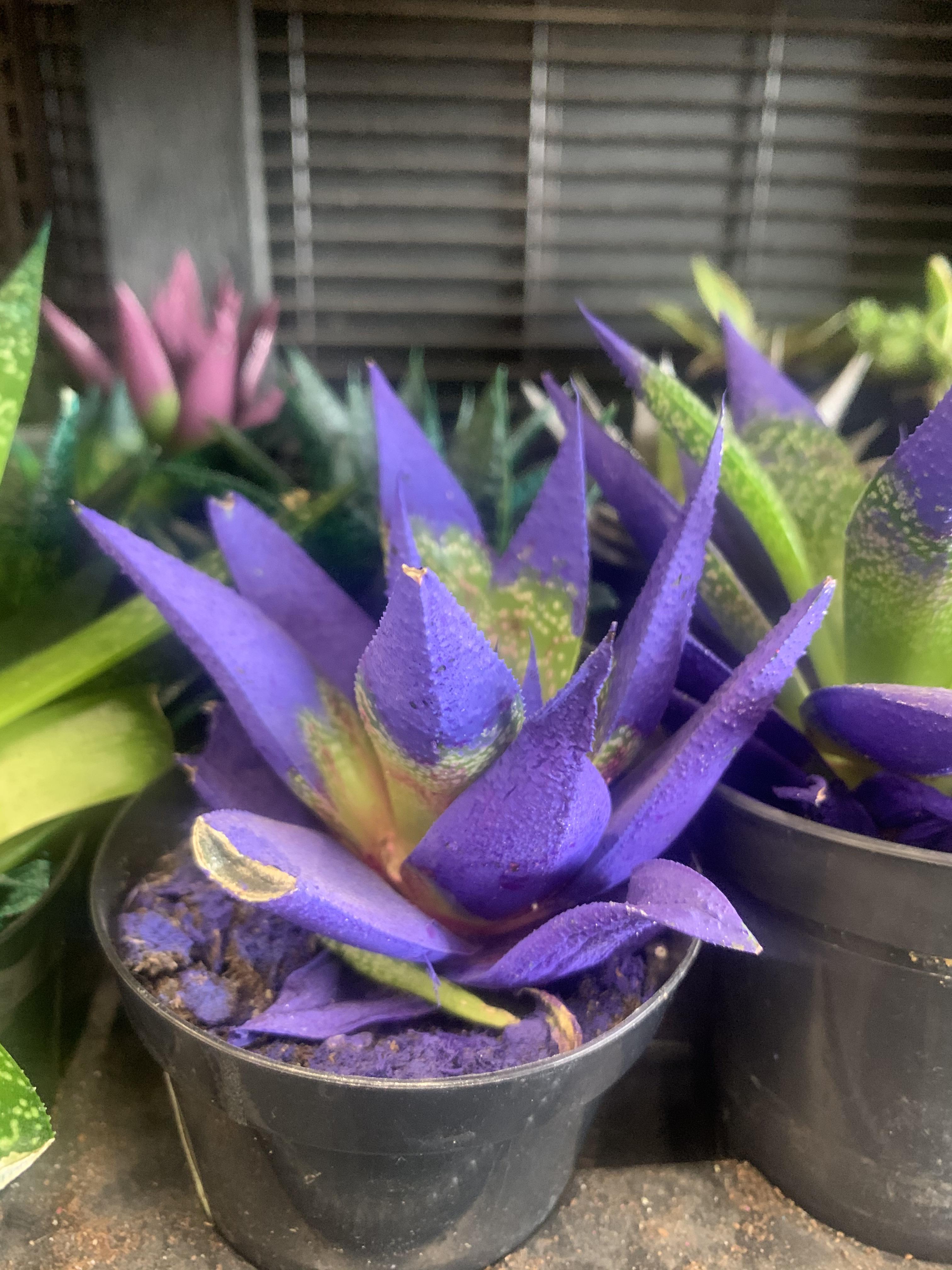 does anyone else’s Home Depot paint their plants? they also glue fake