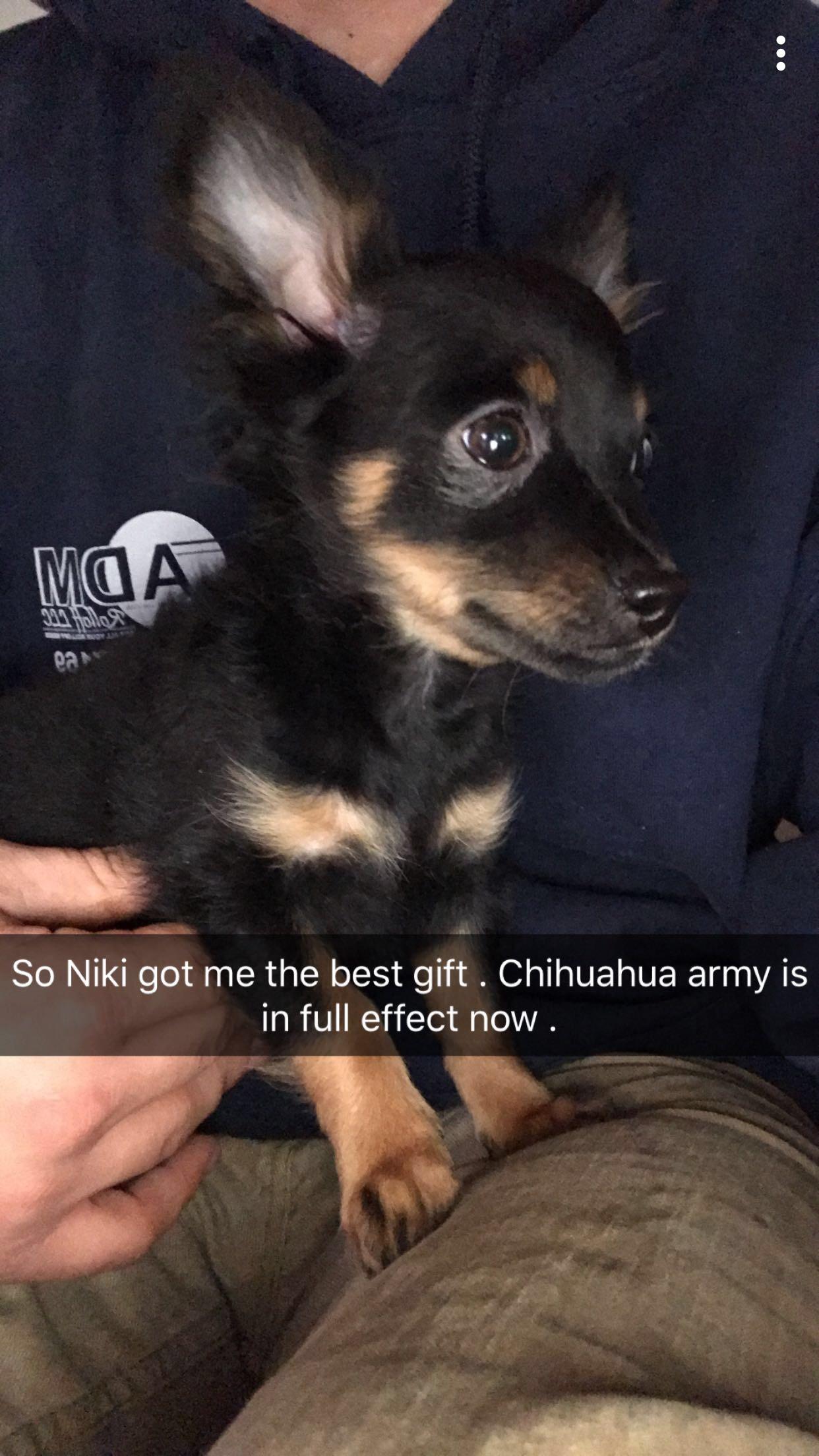Best Christmas Gift. r/Chihuahua