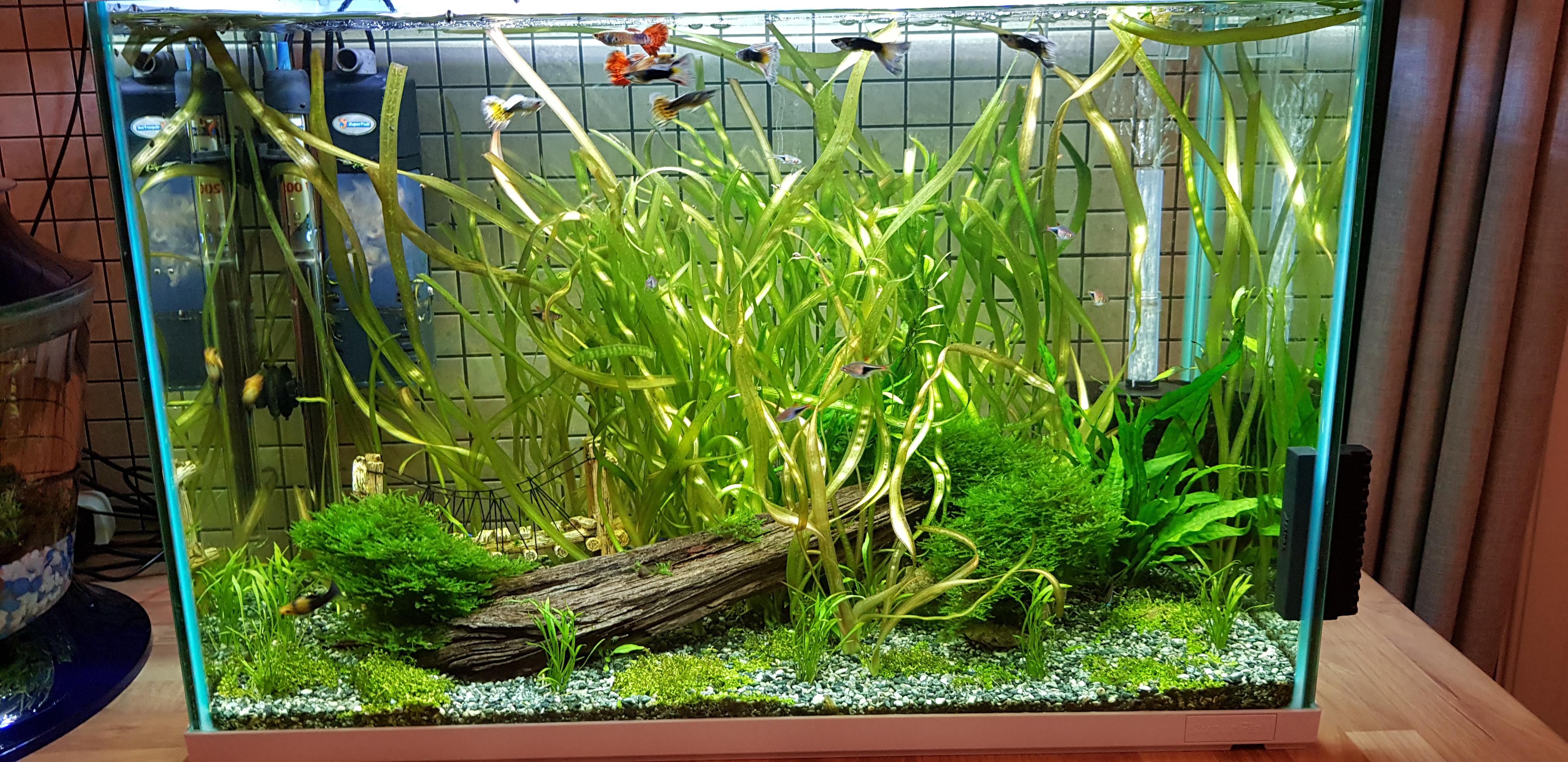 Fresh from water change, but still slight green tint advice? r/Aquariums