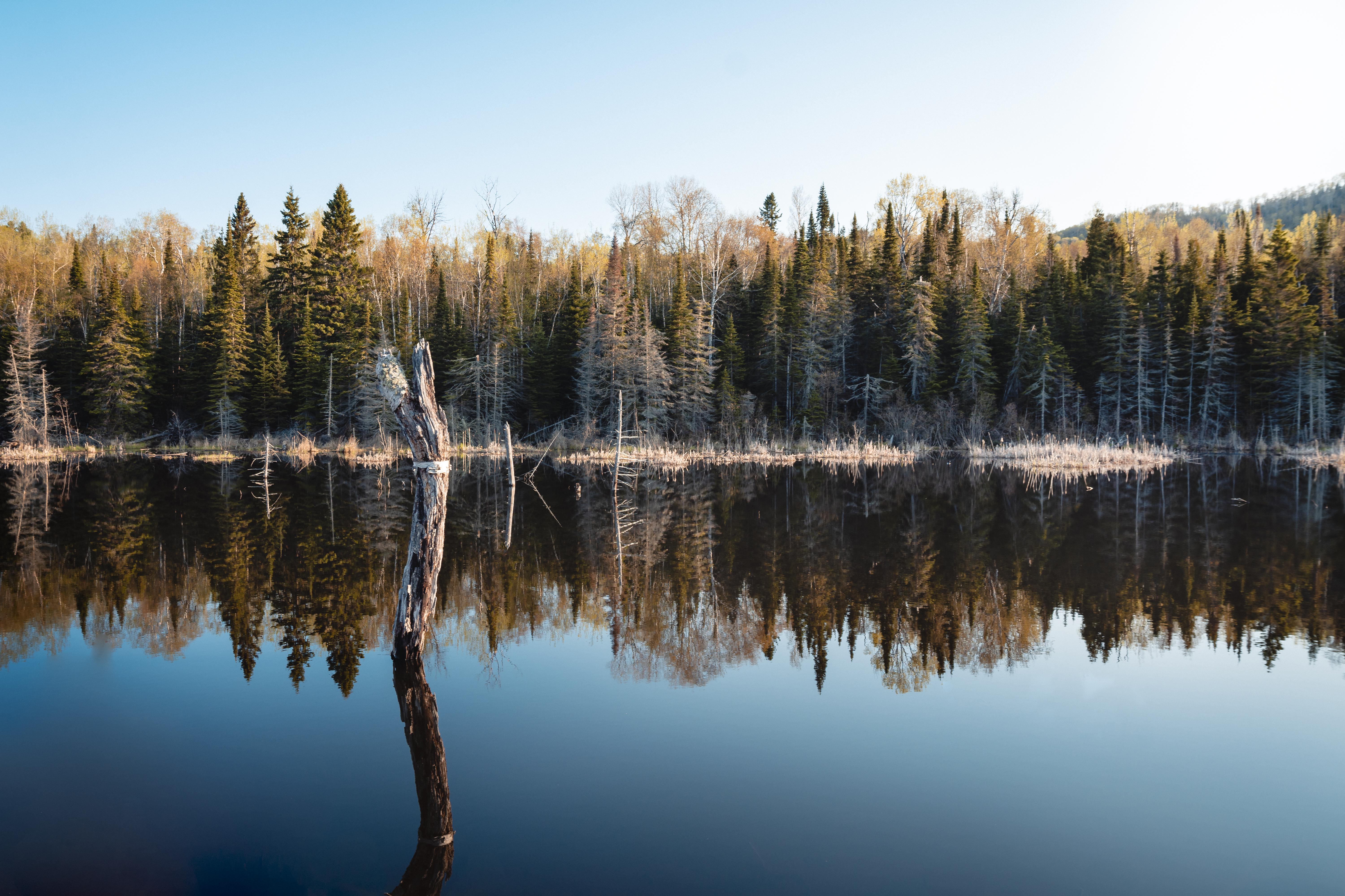 reflection of pines on pond northern mn [6000x4000][OC