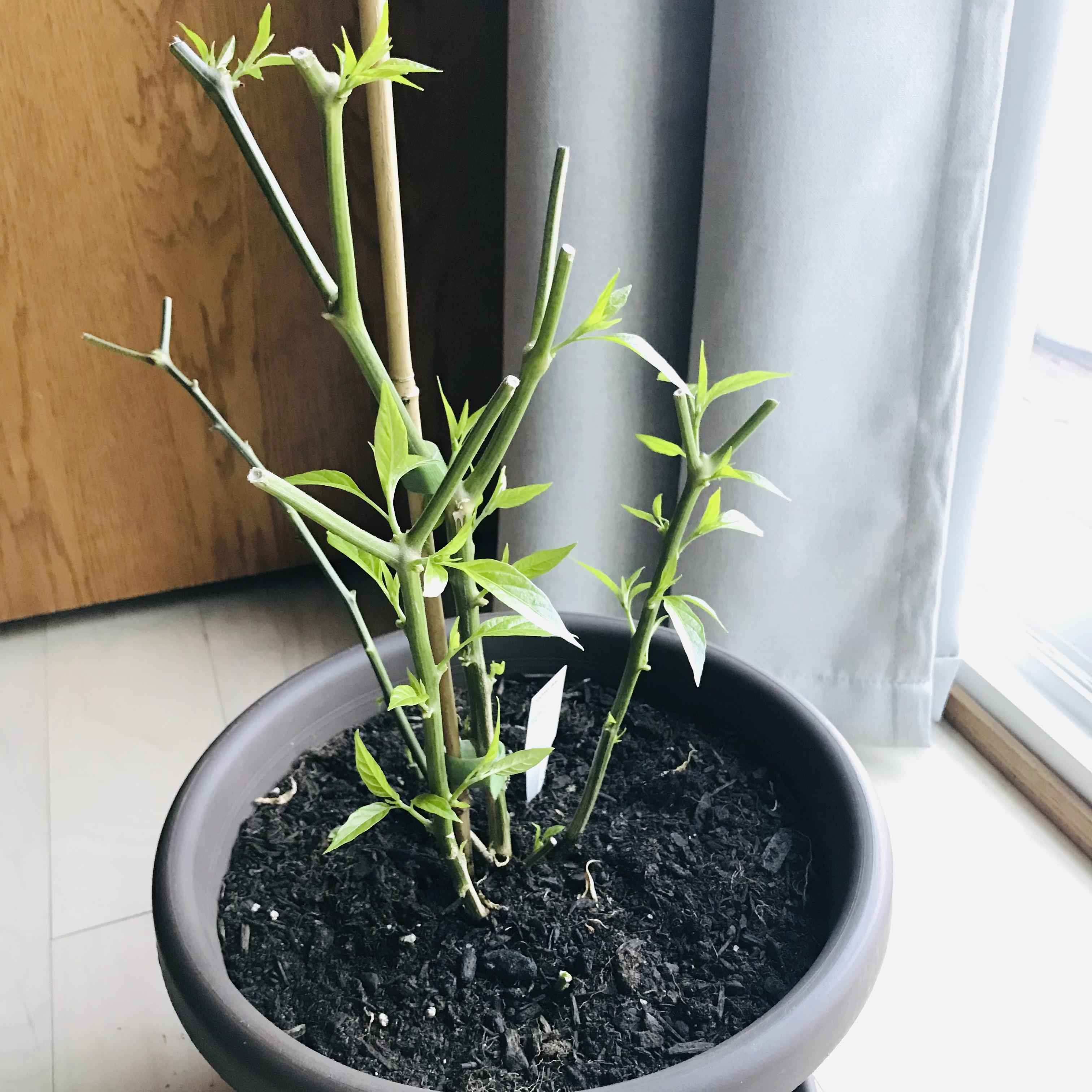 New growth on my Gong Bao pepper plant. r/HotPeppers
